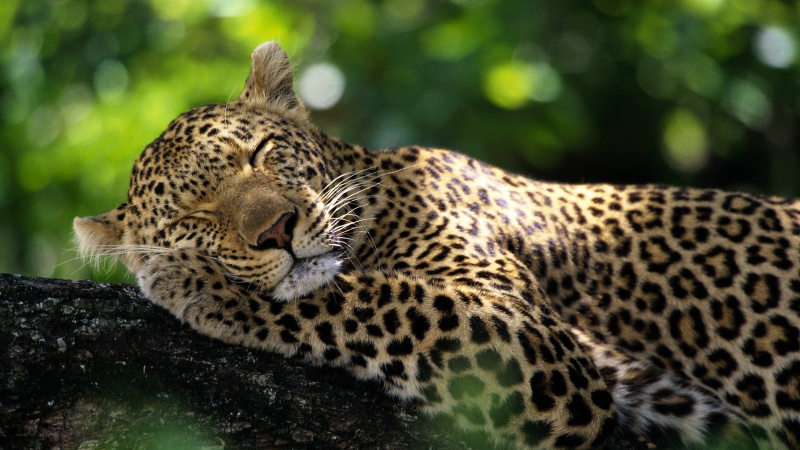 leopard sleeping on green branch bokeh wildlife nature animal 2k