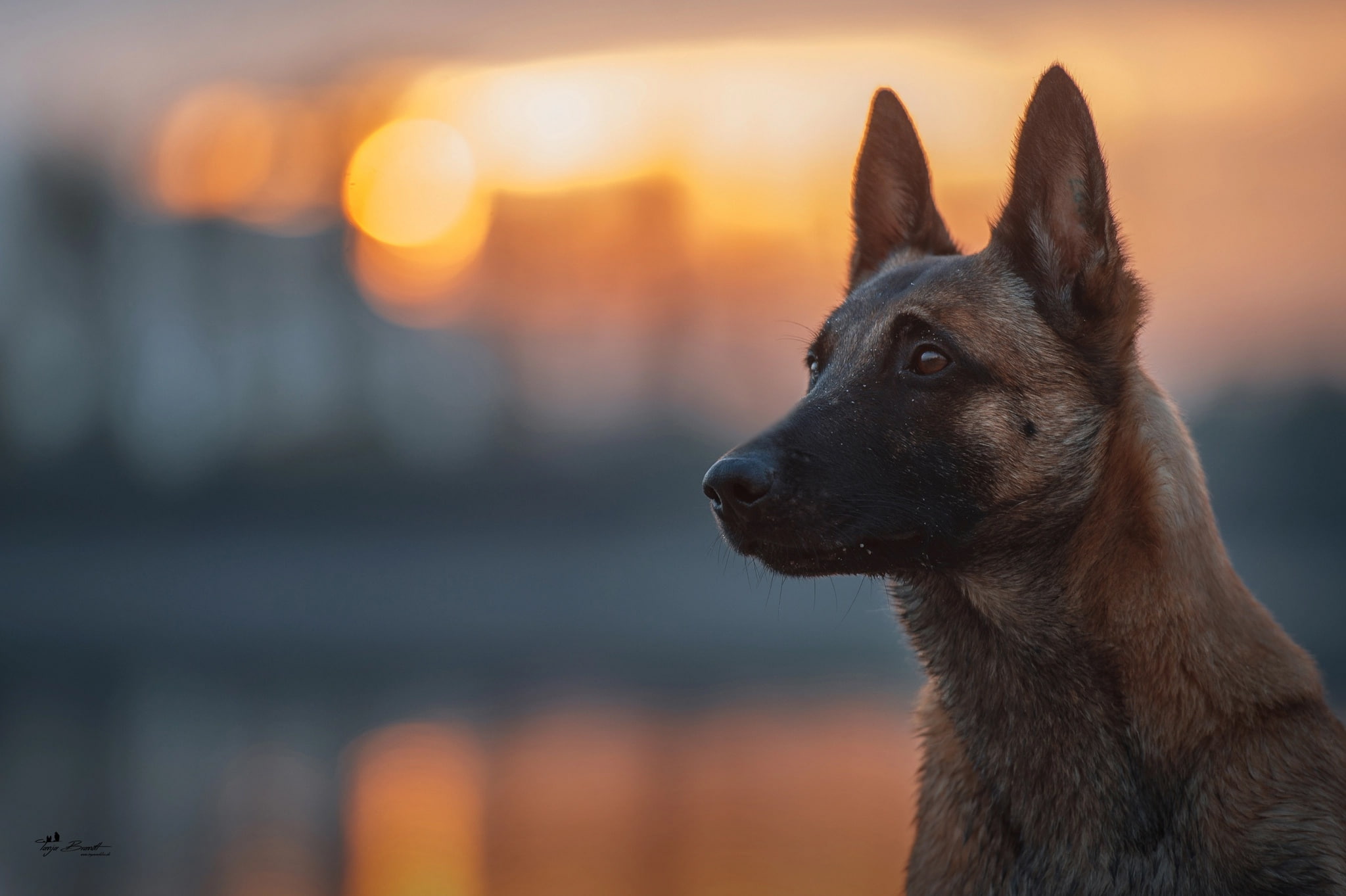look light dog bokeh Belgian Malinois 2k