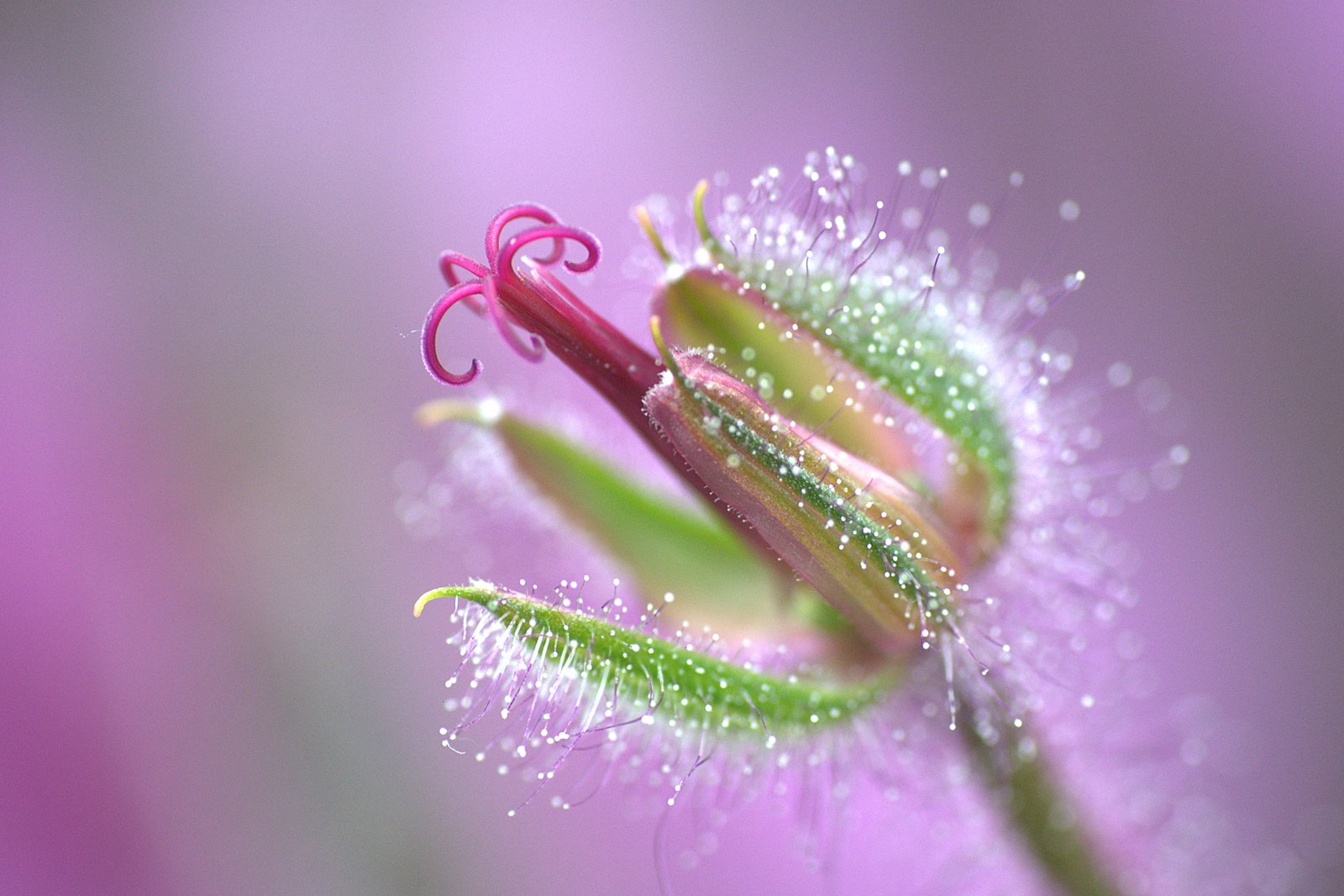 macro photography of green petal flower geranium cranesbill madeiran 2k 4k