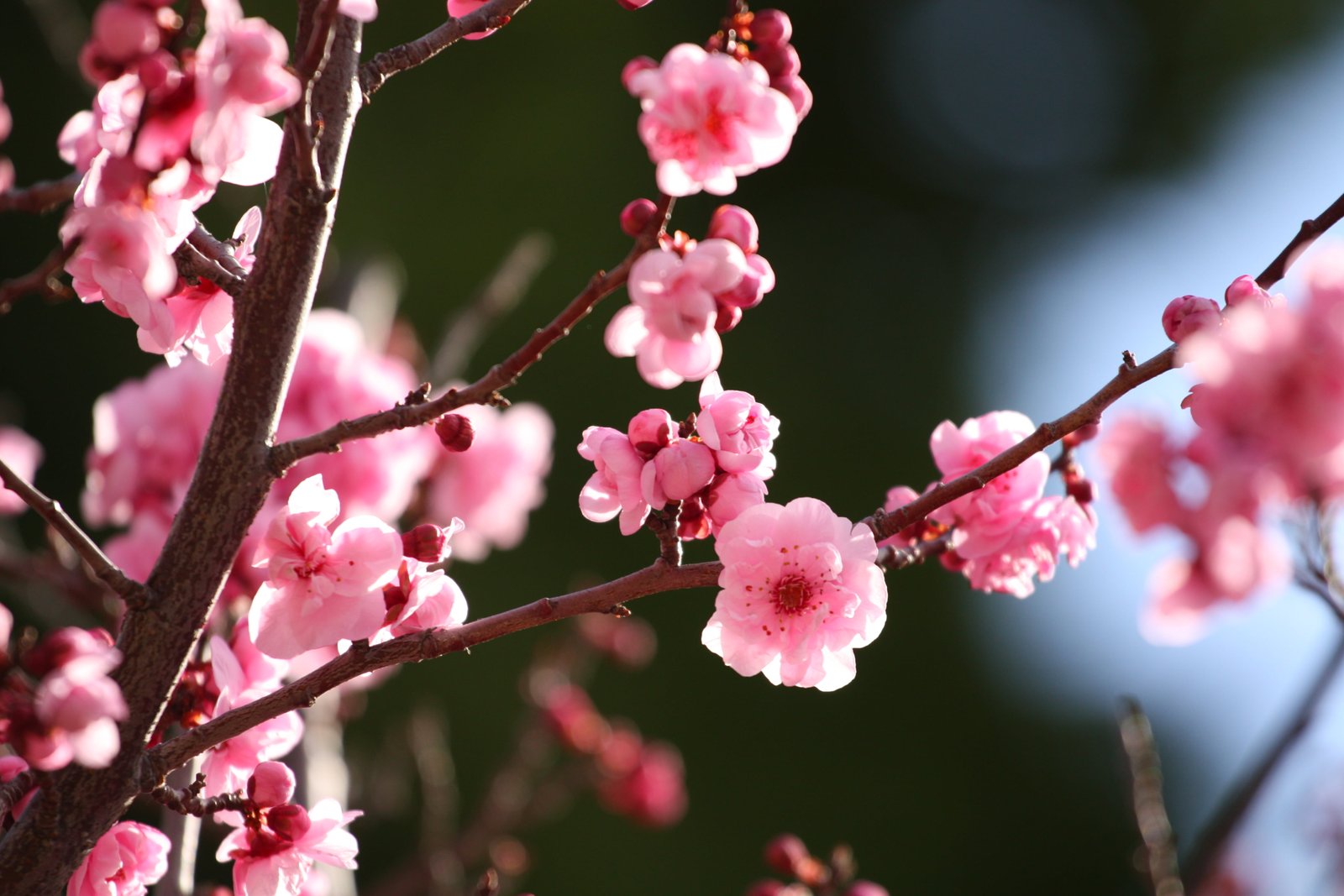 macro shot of cherry blossom flowers Cherry Blossoms II bloom 2k 4k