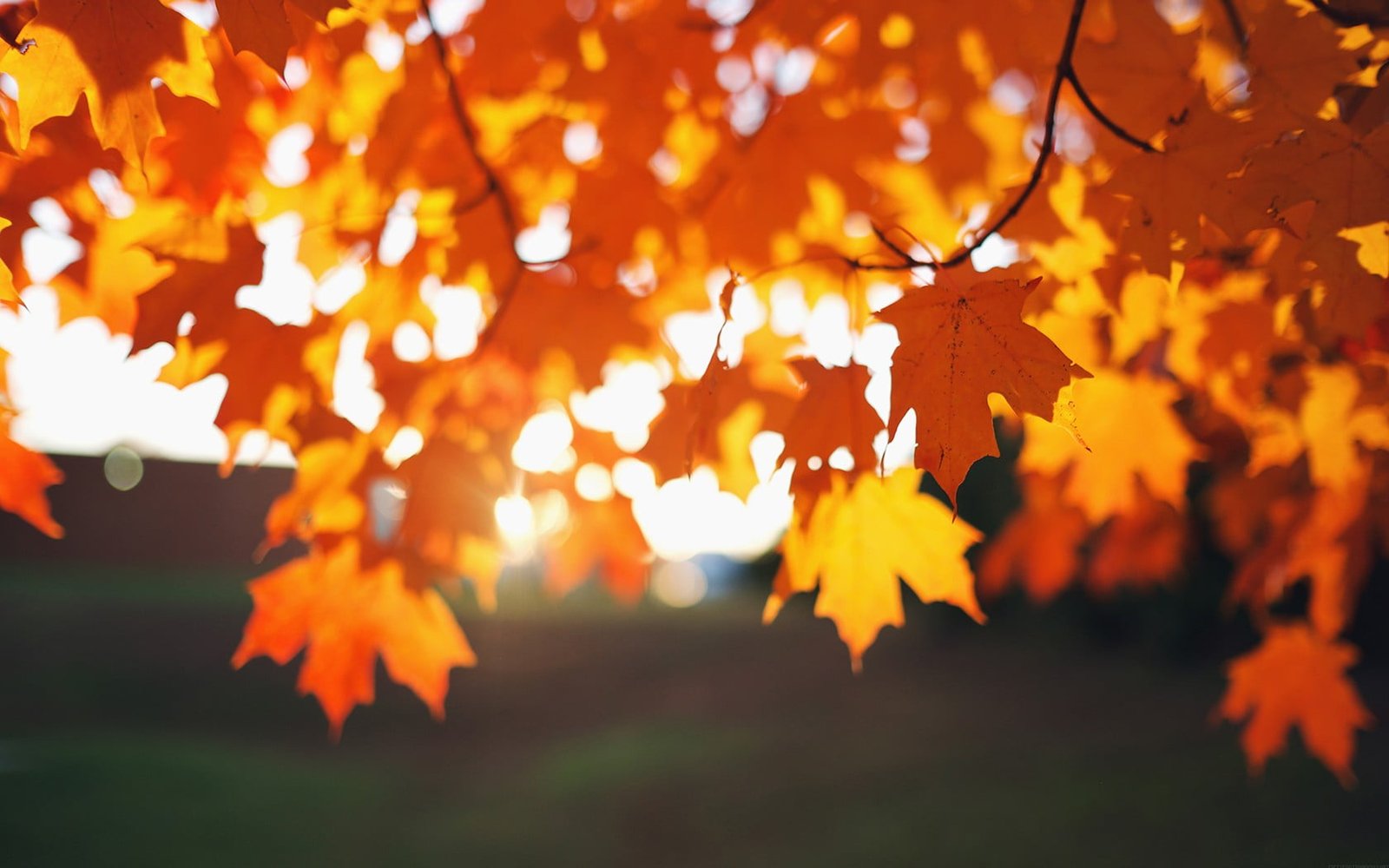 maple tree digital wallpaper brown leafed plant during daytime 2k