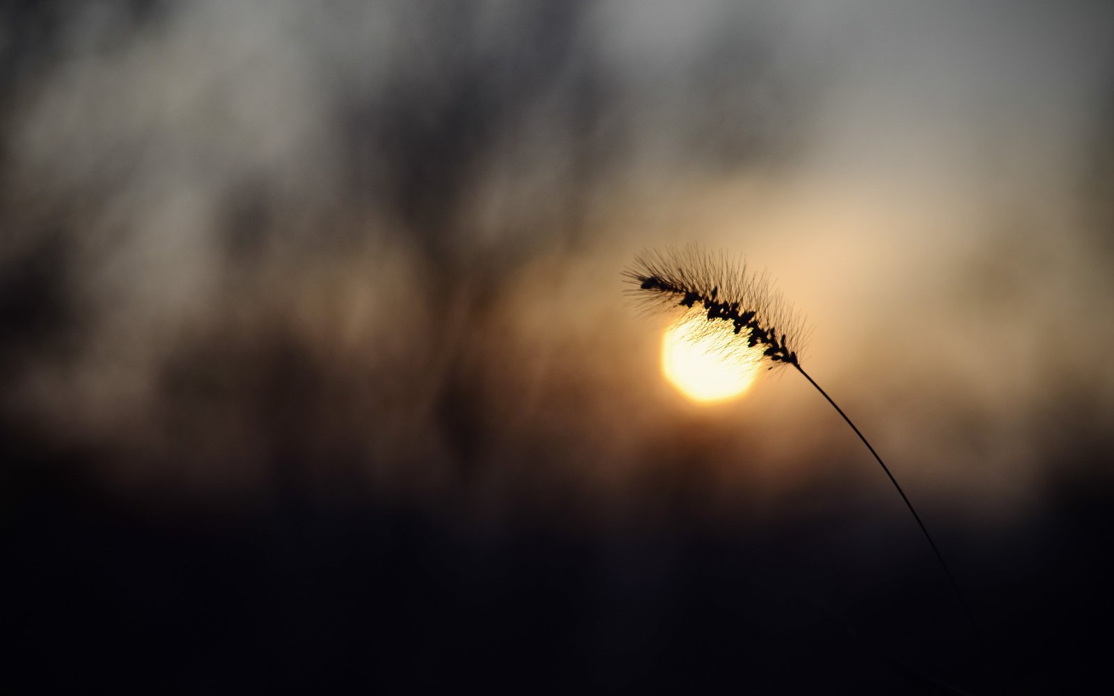 nature depth of field bokeh Sun silhouette beauty in 2k 4k 5k
