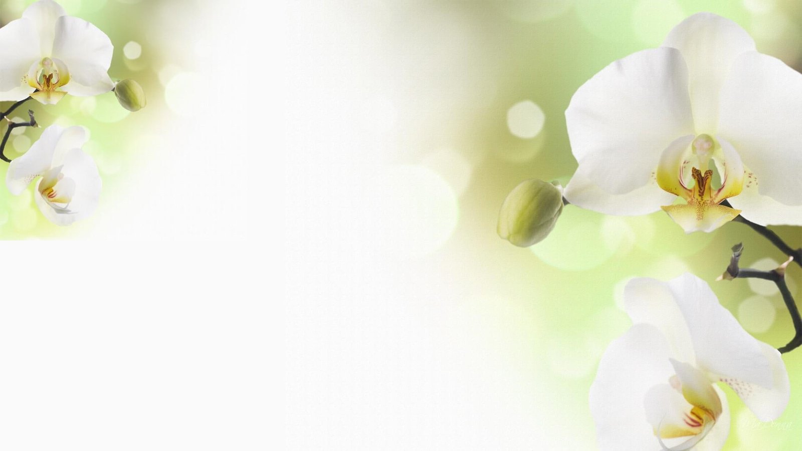 Orchids Two delicate firefox persona flower white bokeh 2k
