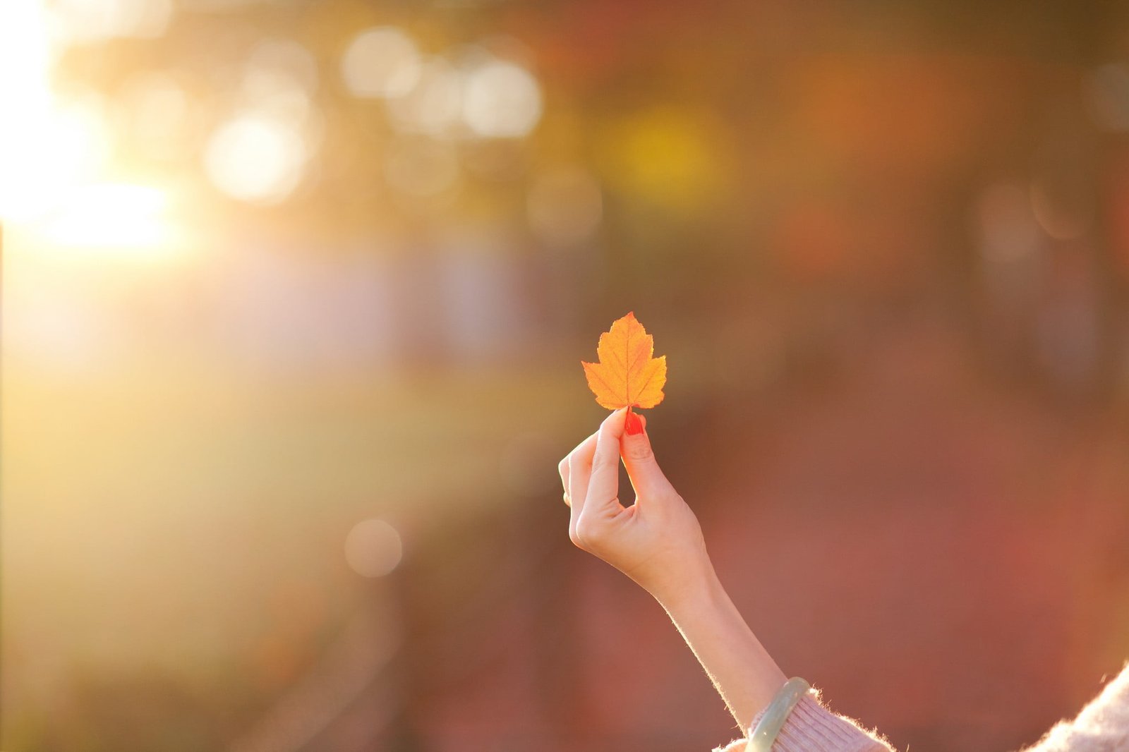 person s left hand woman holding brown maple leaf leaves bokeh 2k