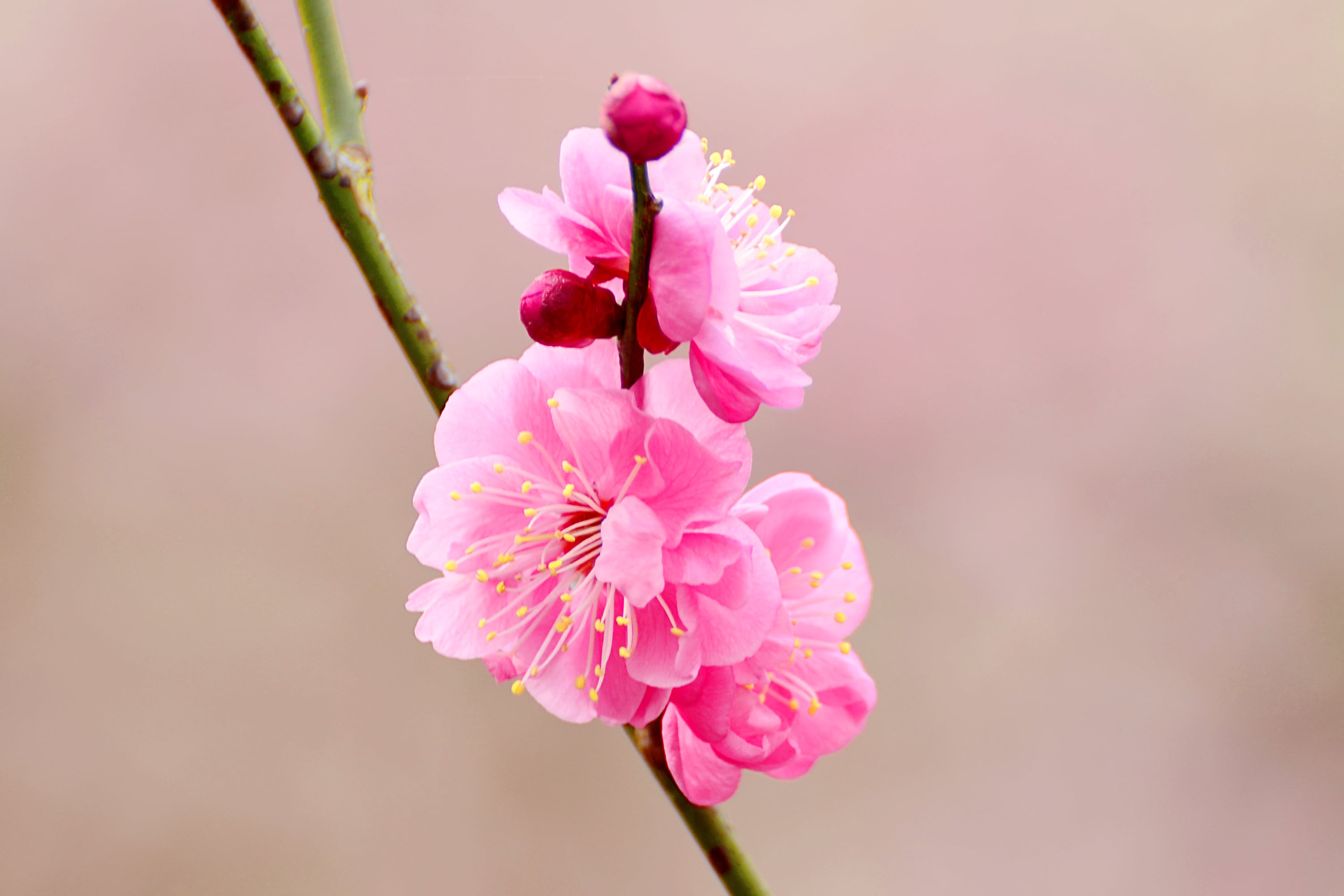 pink Cherry Blossom in closeup photo japanese apricot plum 2k