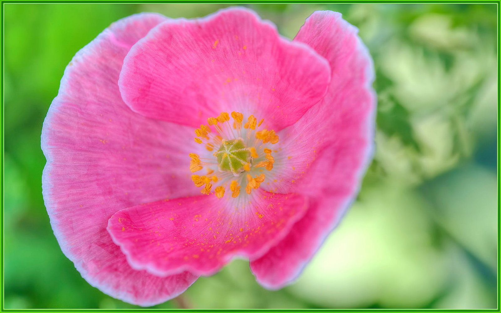 pink petal flower flowers macro bokeh Sigma 2k