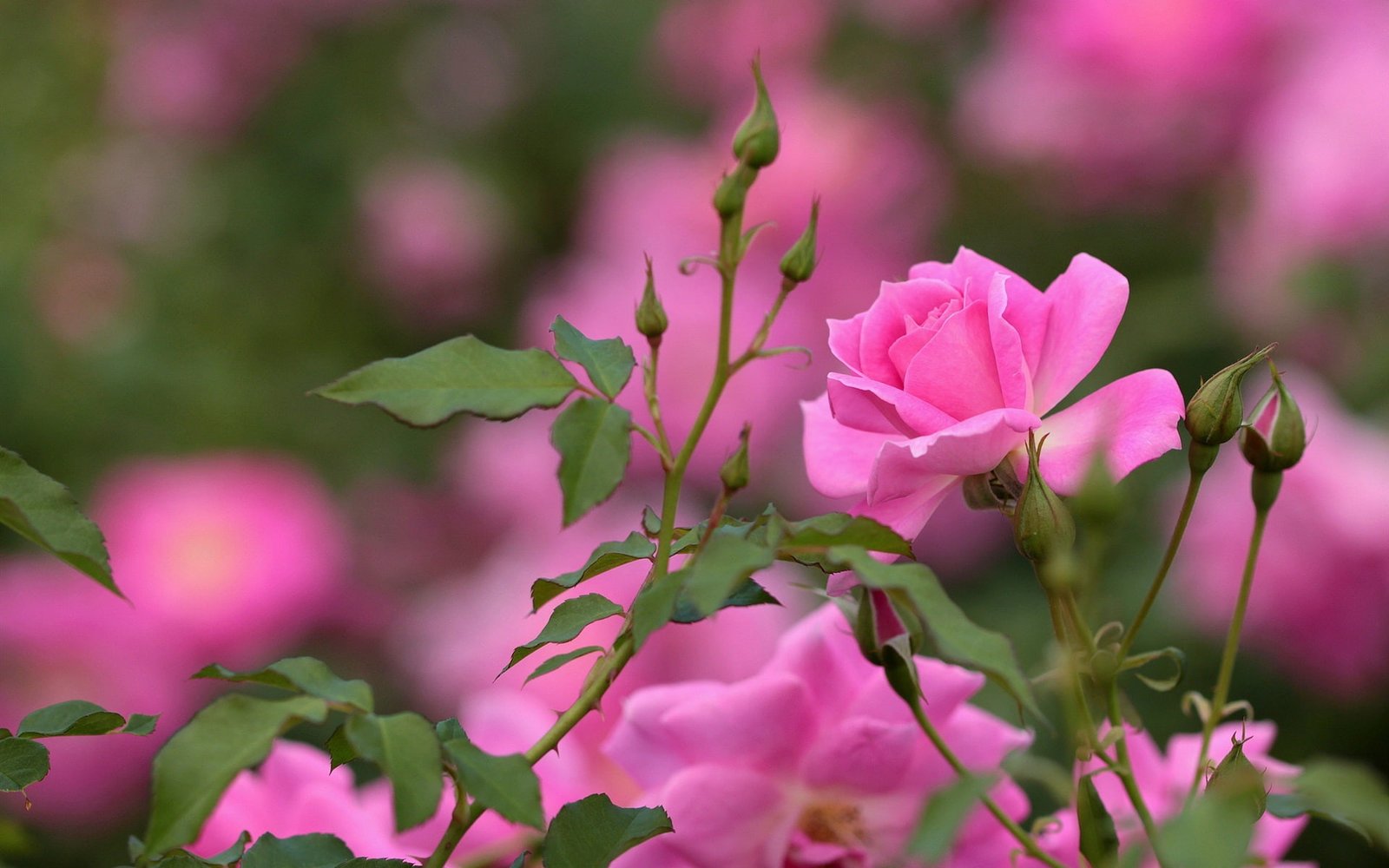 Pink rose flowers buds bokeh 2k