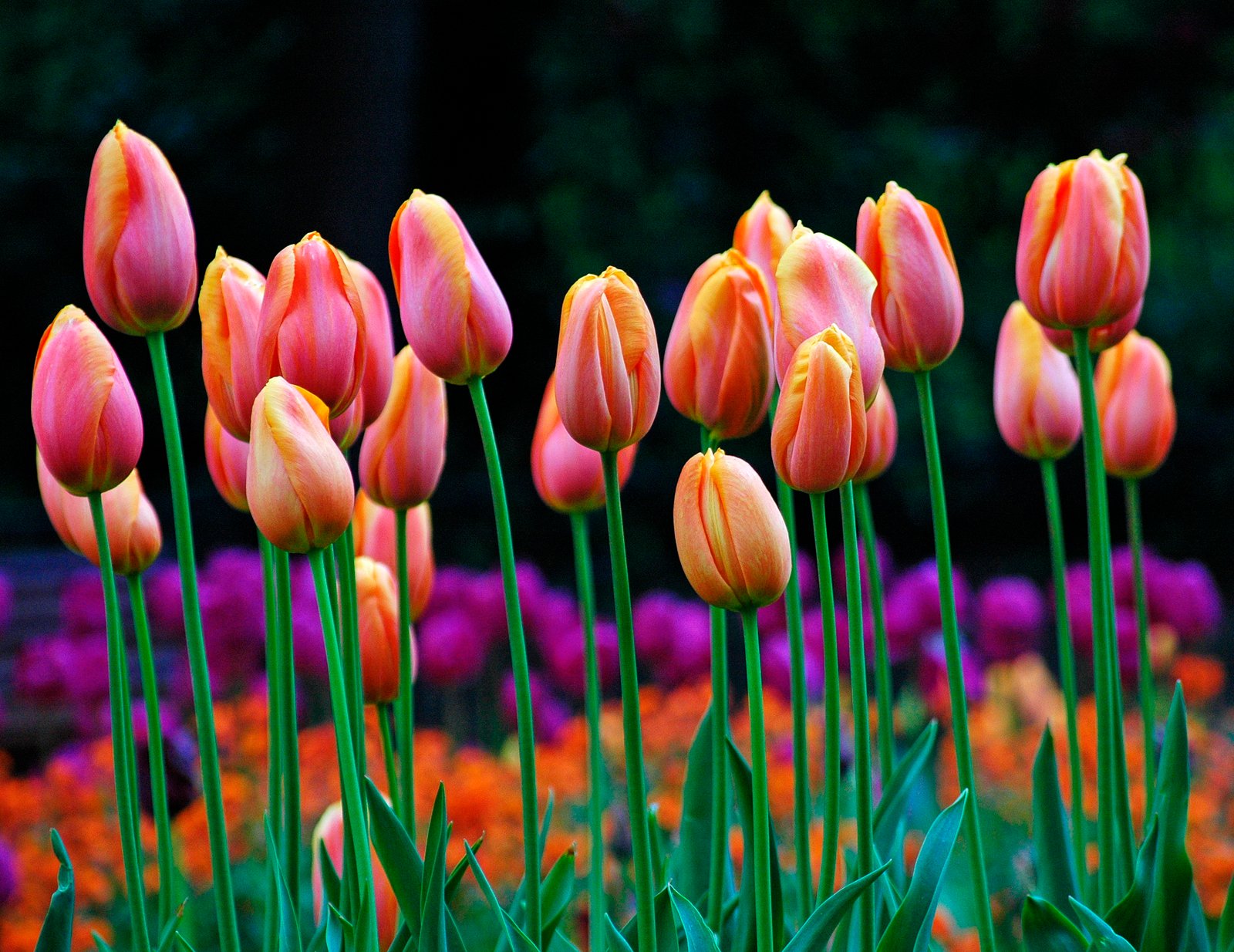pink Tulip flowers in close up photo tulips spring 2k