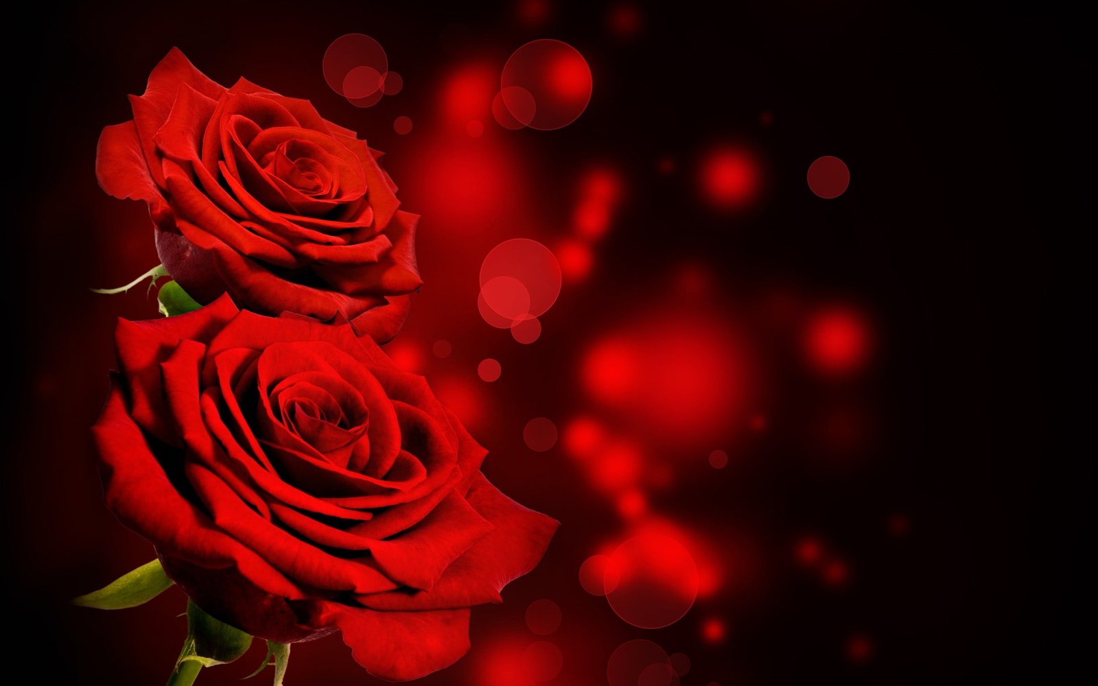 red and black floral textile flowers rose bokeh 2k