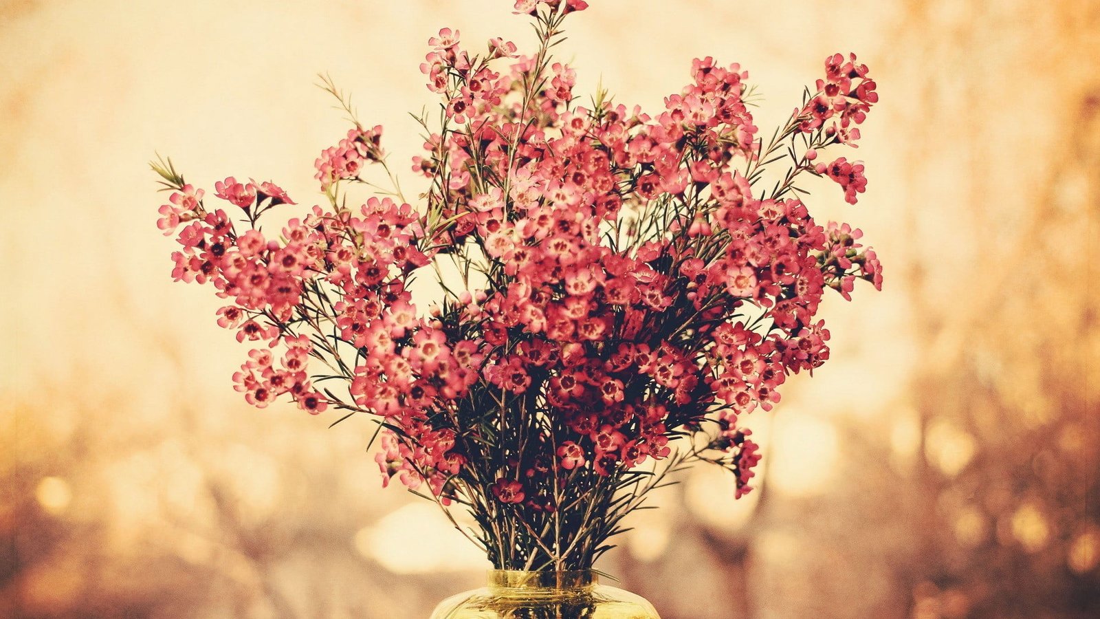 red flowers centerpieced bouquets bokeh plant flowering 2k