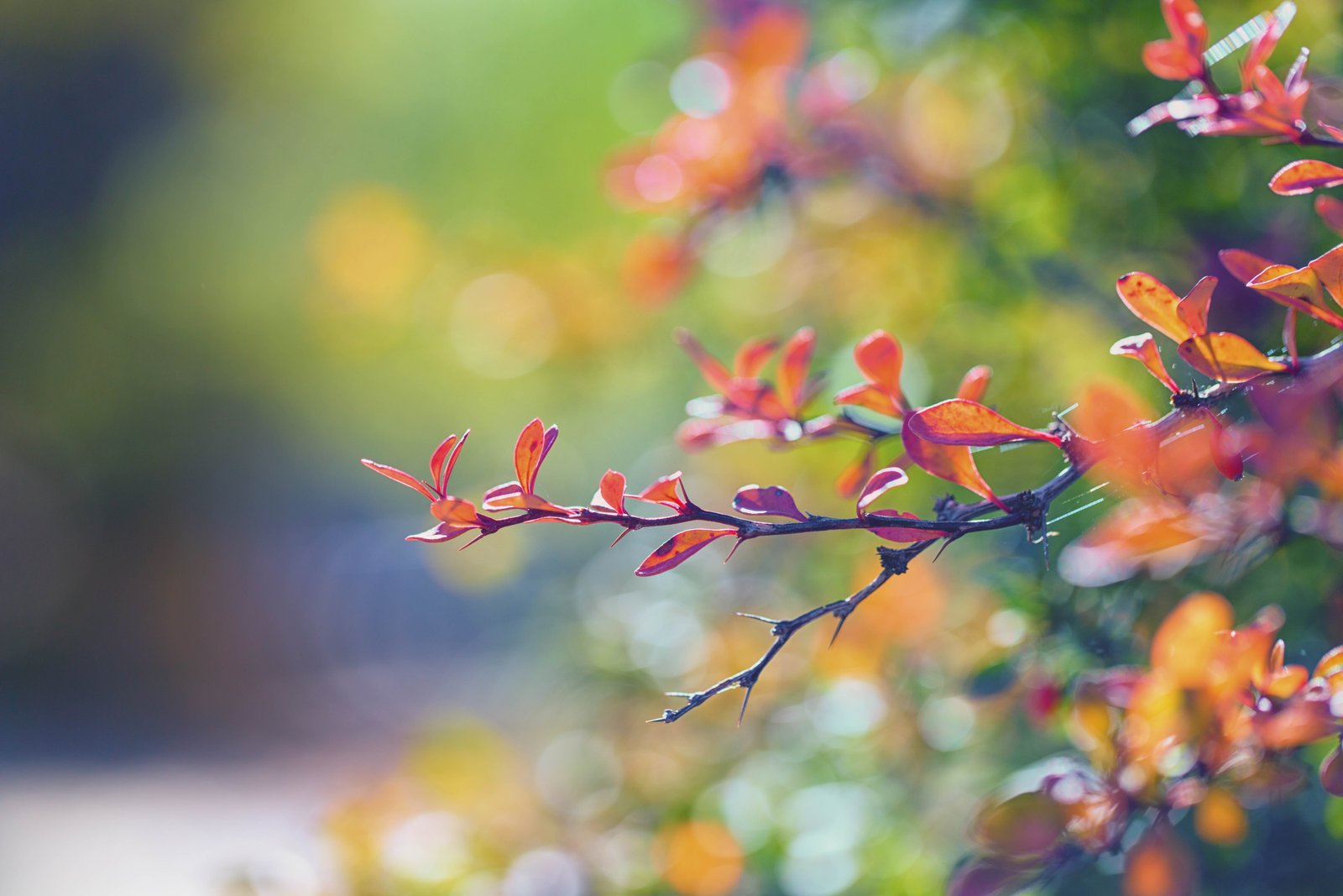 red leaf plant selective photography Autumn Leaves fall autumn colors 2k 4k 5k