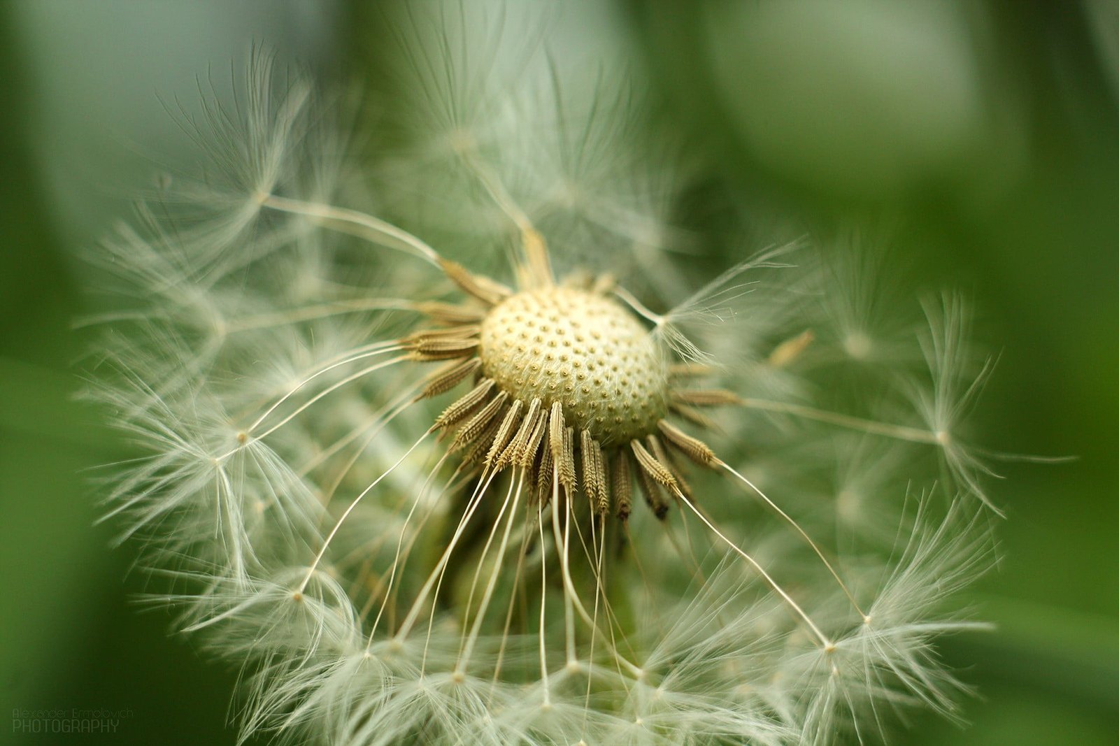 selective focus photography of white dandelion flower macro 2k