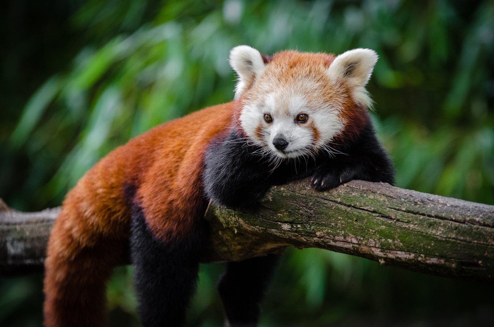 selective focus red panda animal on tree tier roter 2k 4k 5k