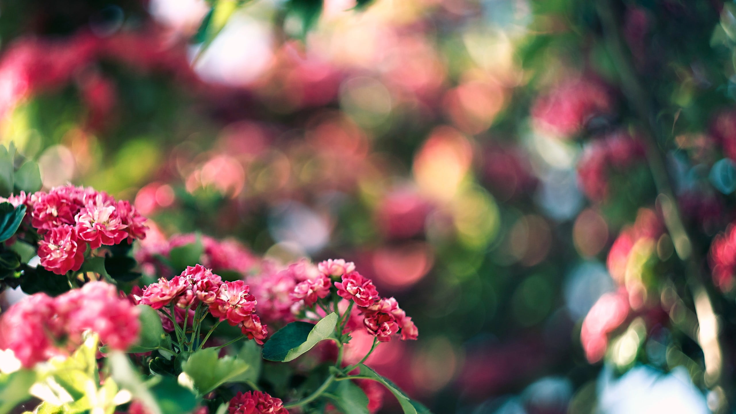 shallow focus photography of pink petaled flowers bokeh nature 2k