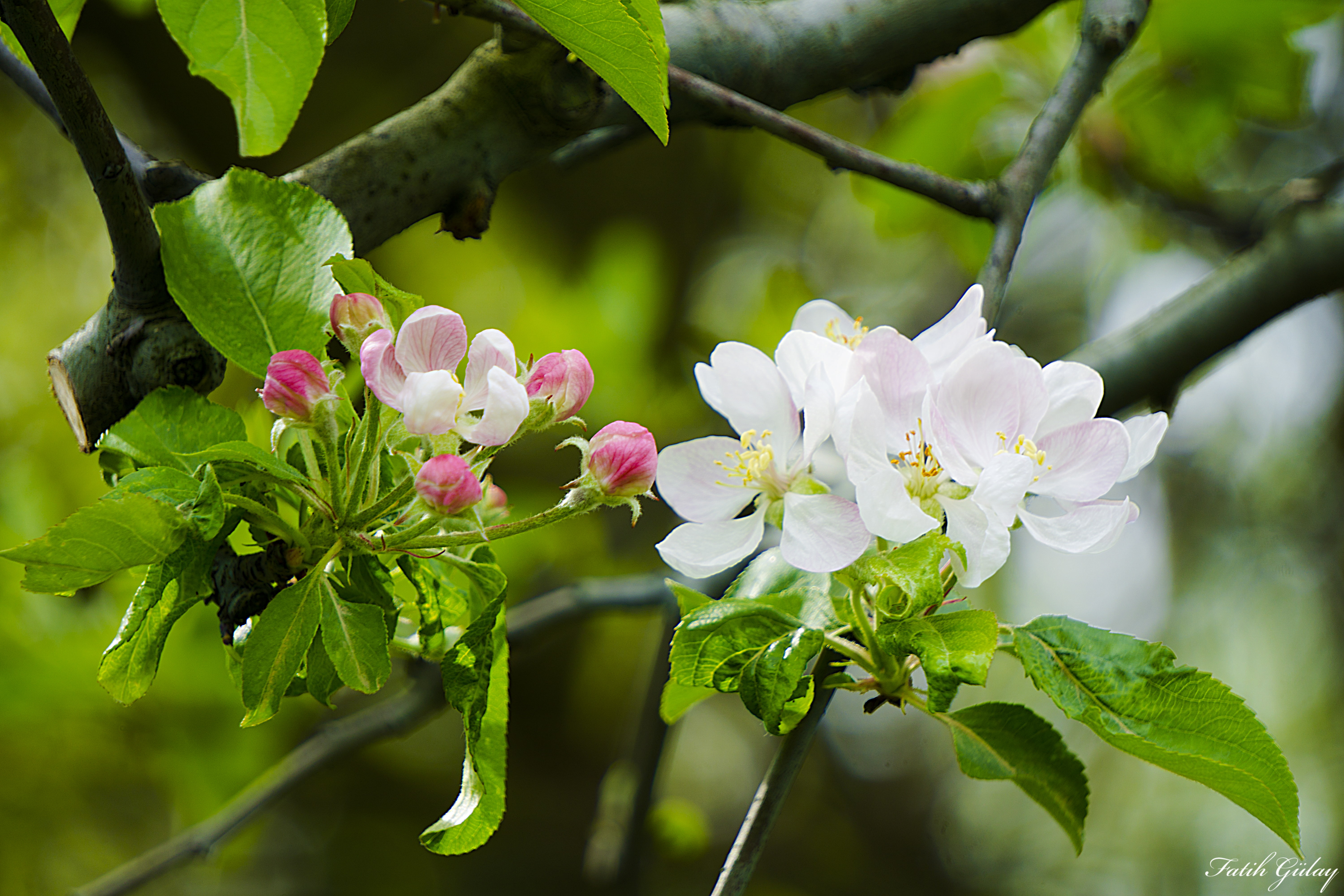 spring flowers white green bokeh nature plant flowering 2k 4k 5k