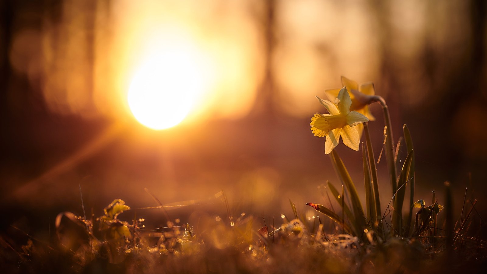 the sun rays light sunset flowers nature background glade 2k 4k