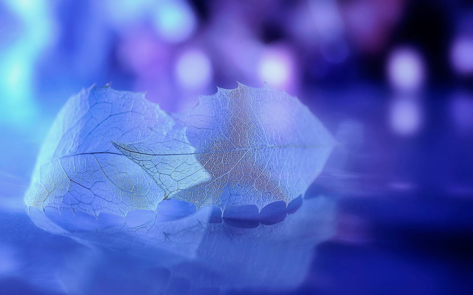 two white leaves clear and bokeh lights digital art 2k