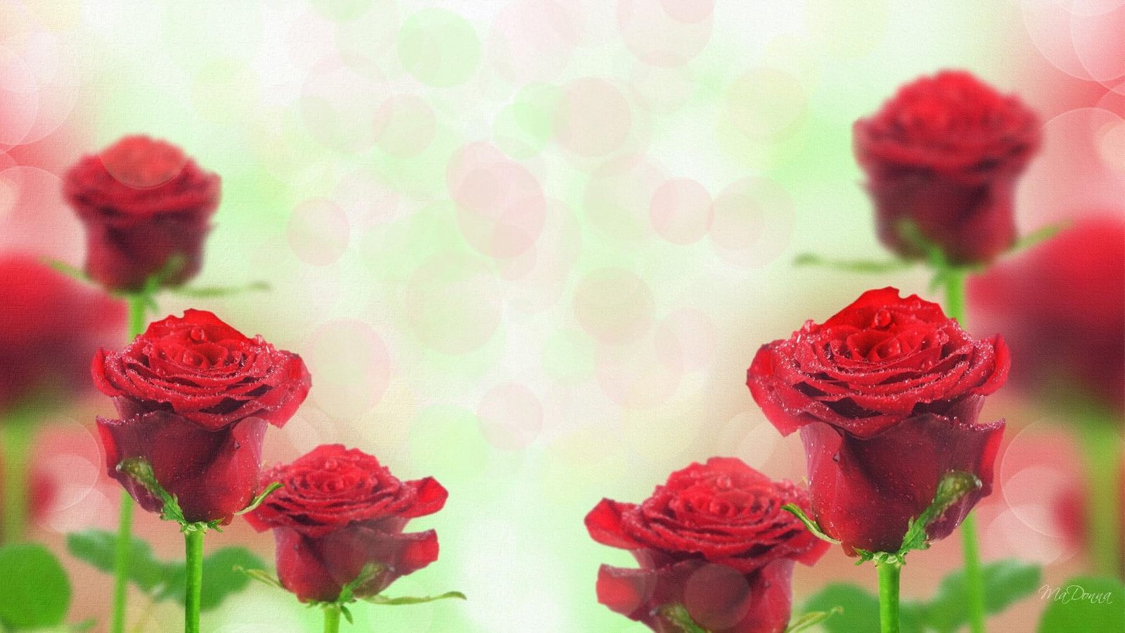 Roses Red firefox persona leaves anniversary flowers love 2k