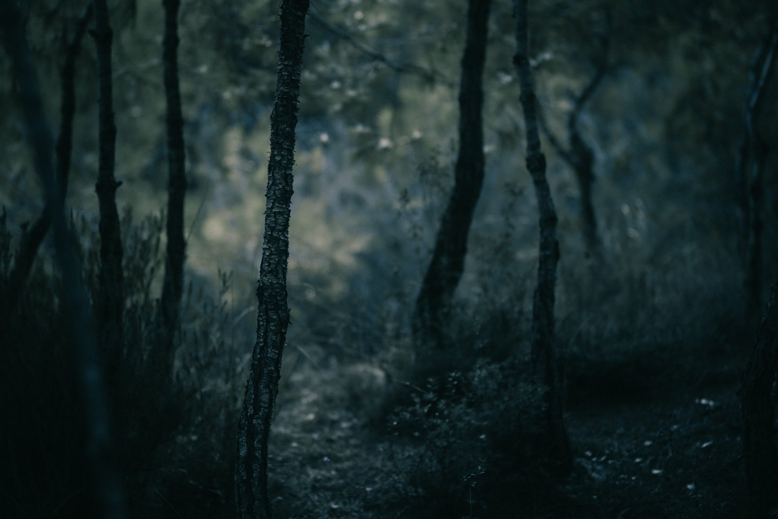 vegetation plant tree forest nature land outdoors woodland 2k 4k 5k