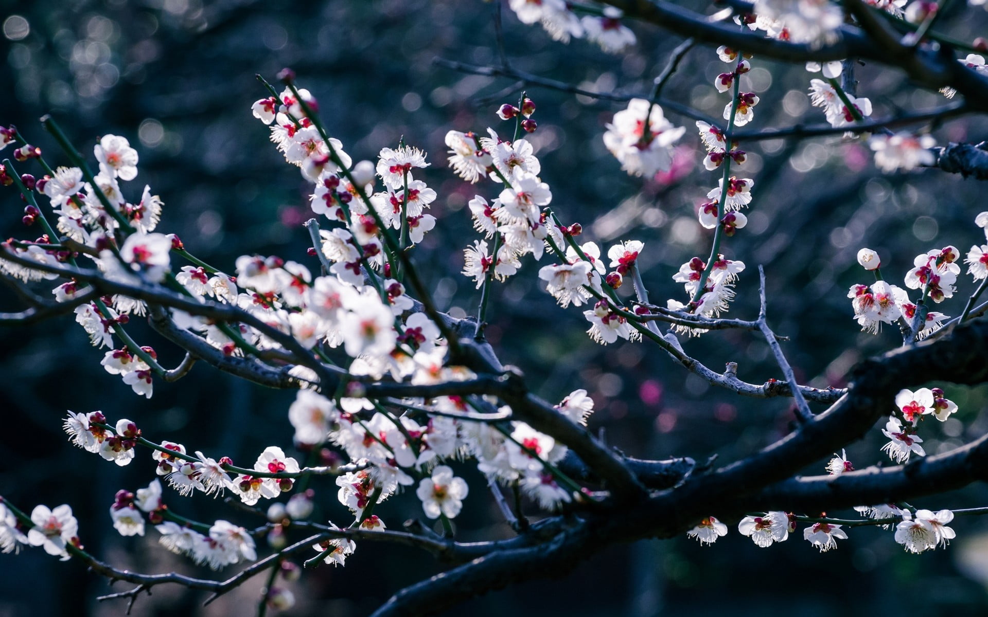 white flower tree flowers trees branch bokeh depth of field 2k