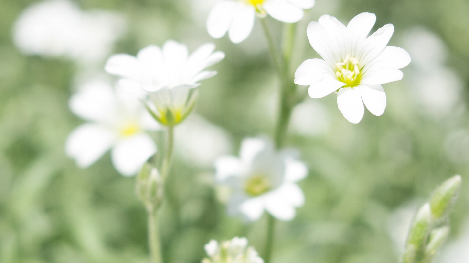 white petaled flower flowers bokeh green plants 2k