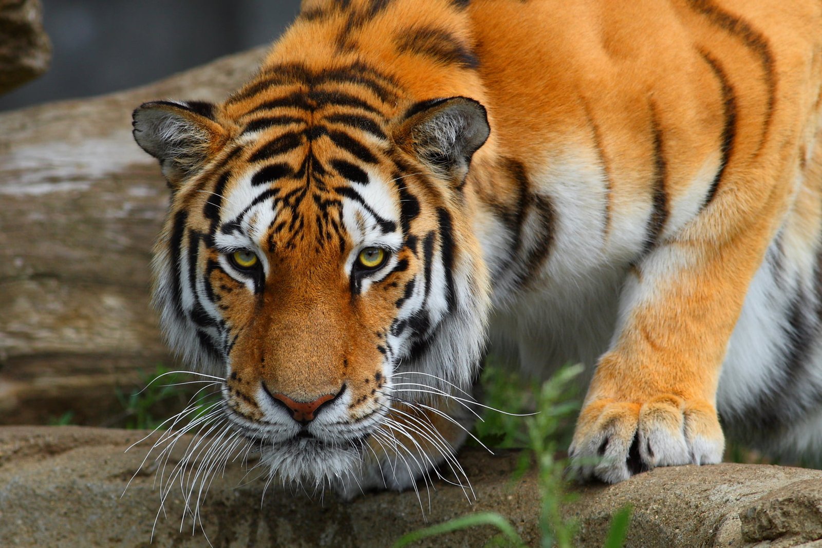 wild life photography of Bengal tiger Altaic Warrior Canon 2k