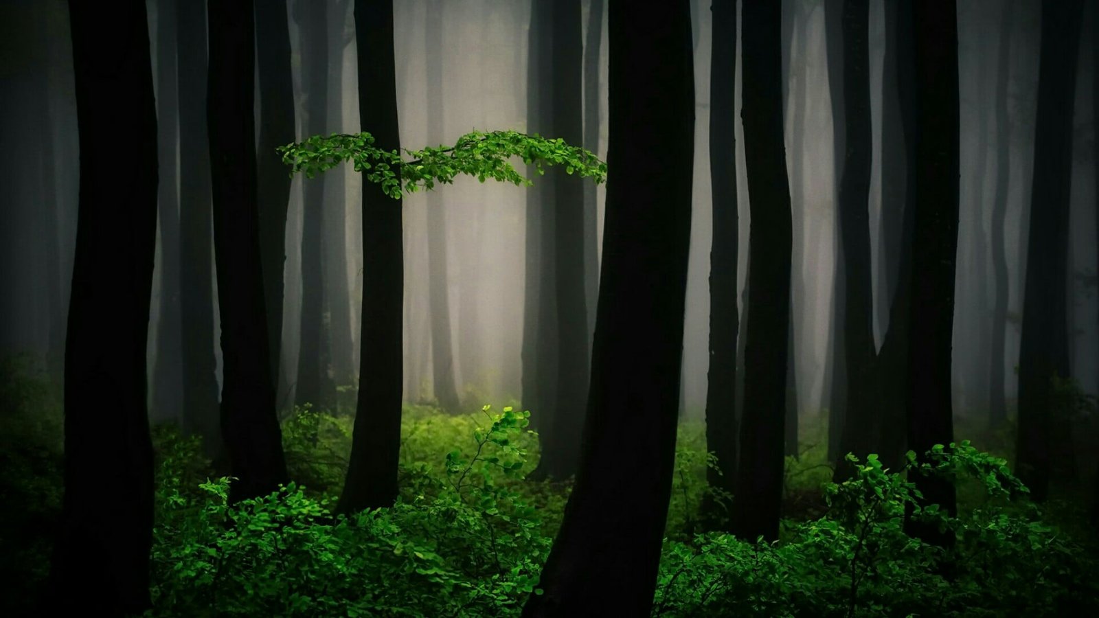bulgaria mystic woodland darkness trunk magic tree magical 2k