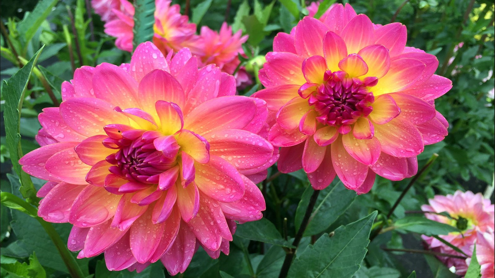 Dahlia Mystic Pink Yellow Garden Plants Ultra Hd Wallpapers For Desktop Mobile Phones And Laptop 14 2k 4k