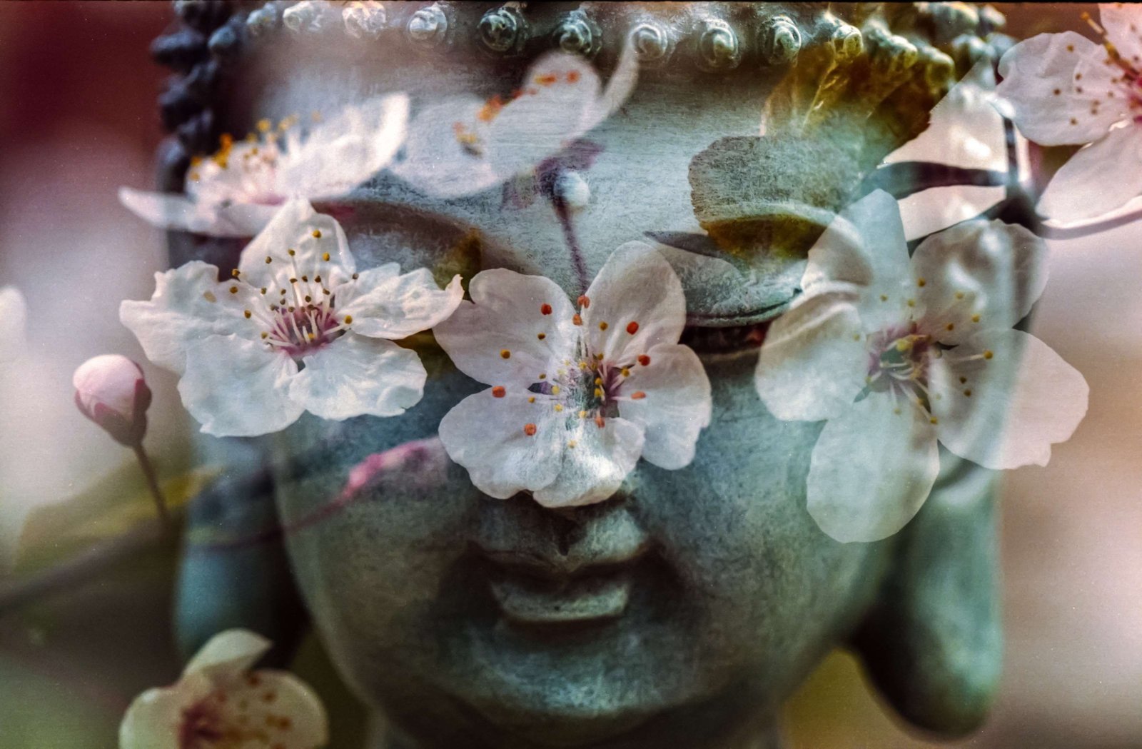 all is one balance buddha buddhism buddhist chakra flower 2k