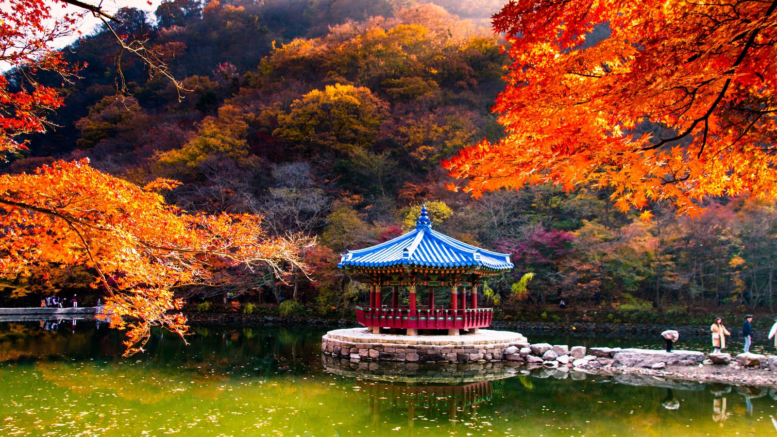 autumn colors leaves nature colorful mood bright tree 2k 4k 5k