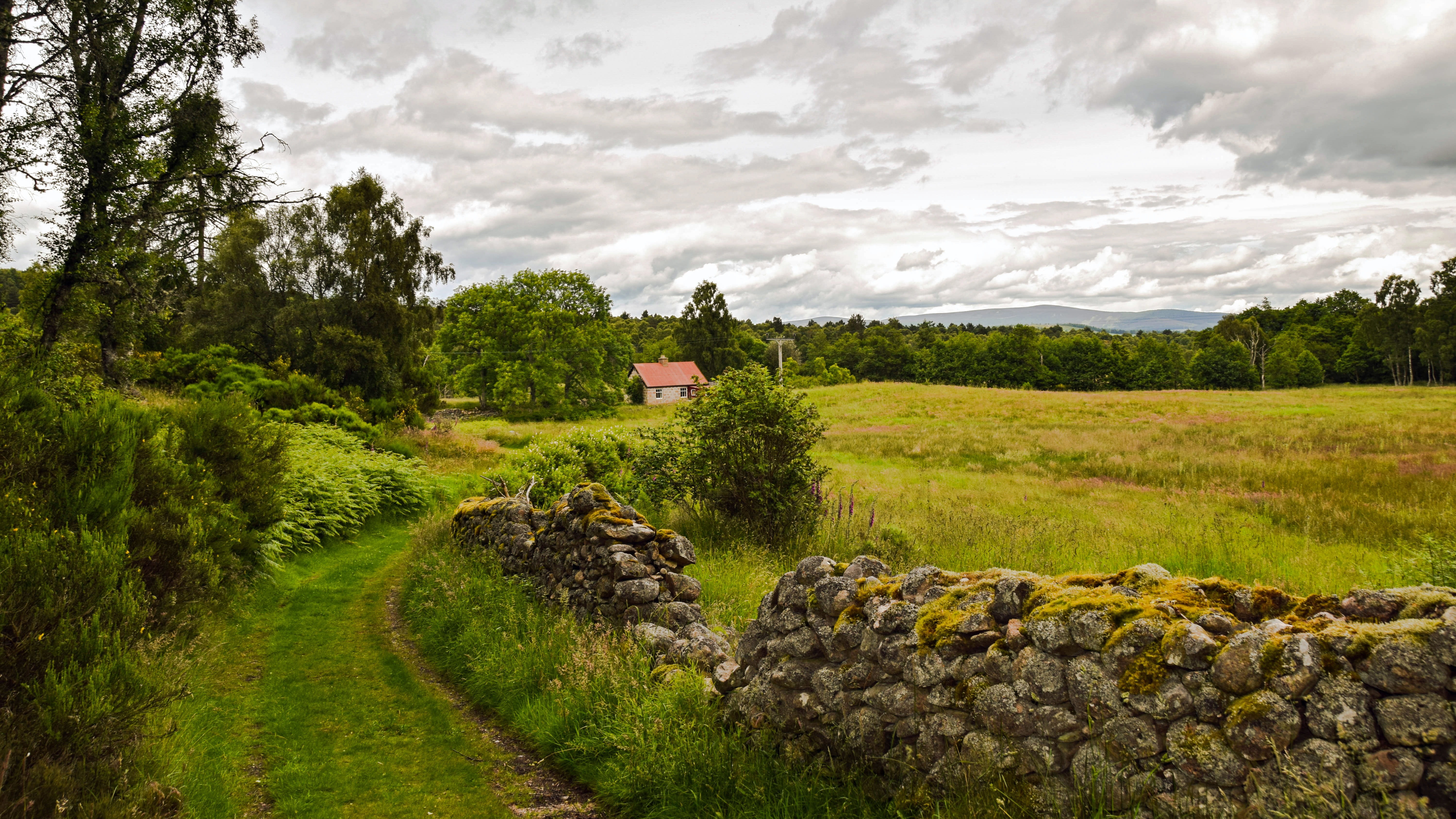 bush of grass near house scotland aberdeenshire dee tal landscape 2k 4k 5k