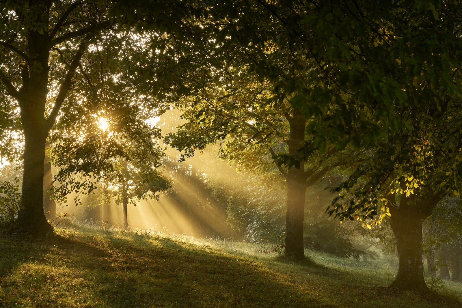 fog forest magic sunlight mood morgenstimmung atmospheric 2k 4k 5k
