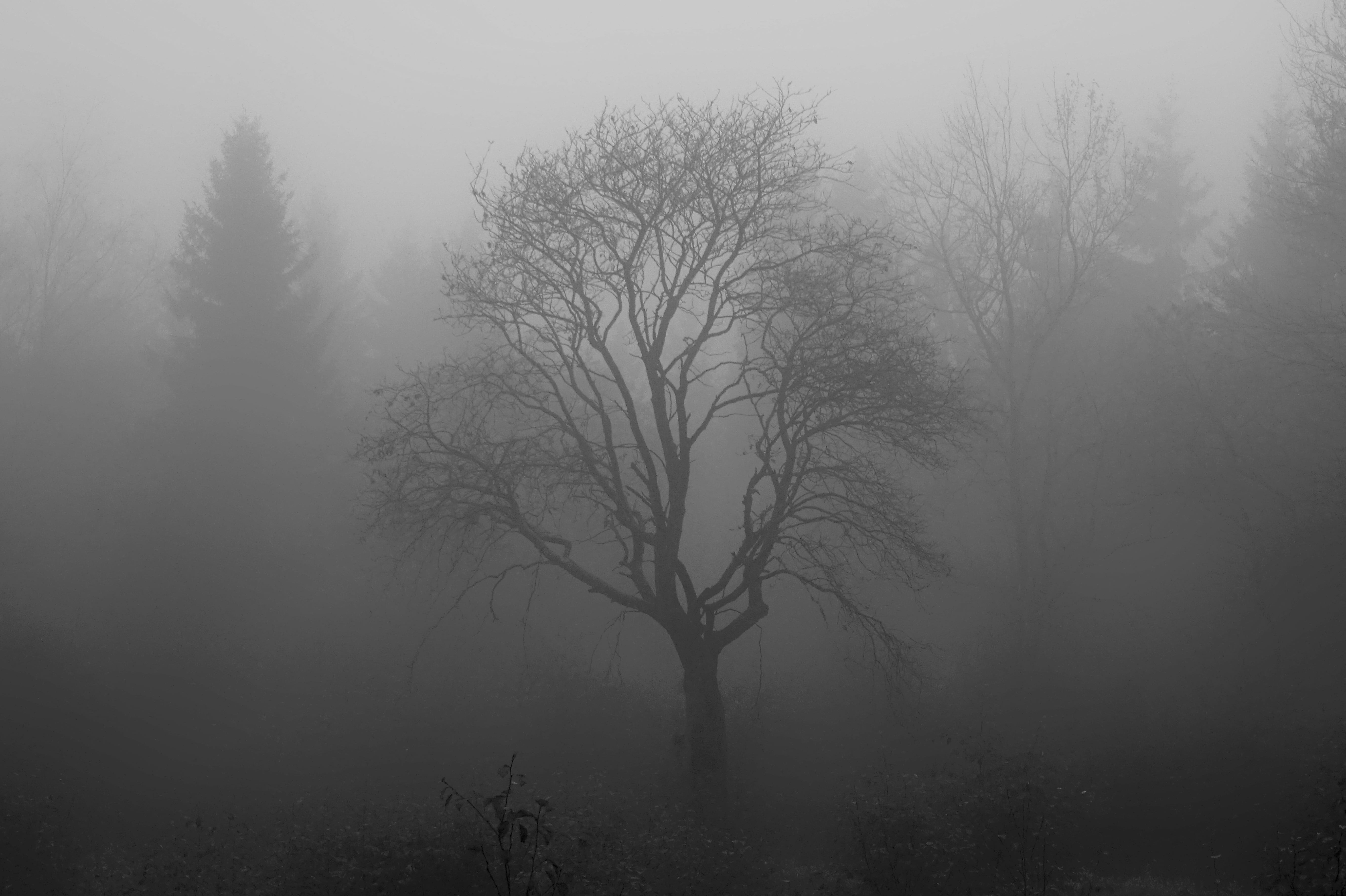fogged bare tree moor swamp venn branch structure forest 2k 4k 5k