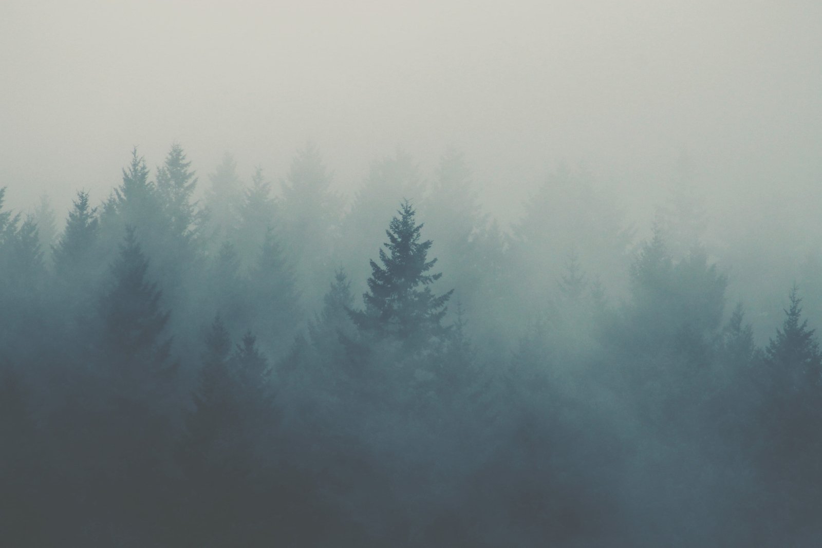 forest covered with fogs trees fog mist 2k 4k