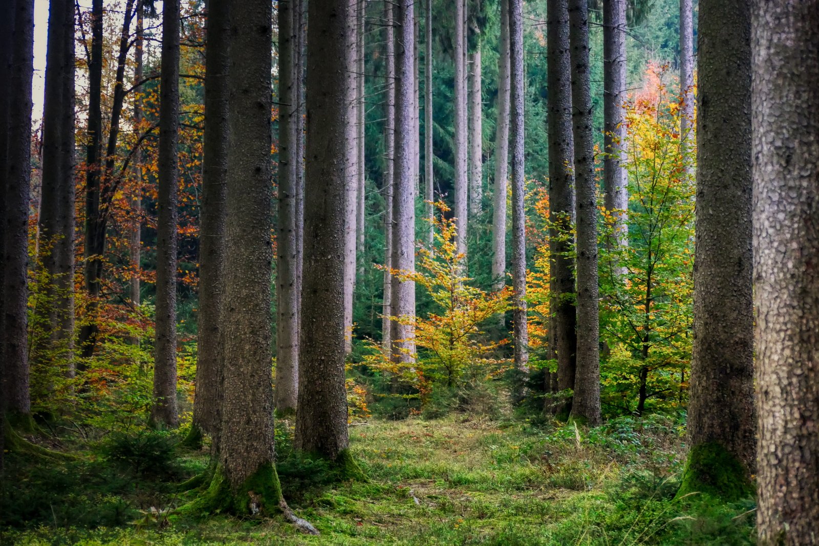 forest autumn nature landscape tree mood mystical leaves 2k 4k 5k