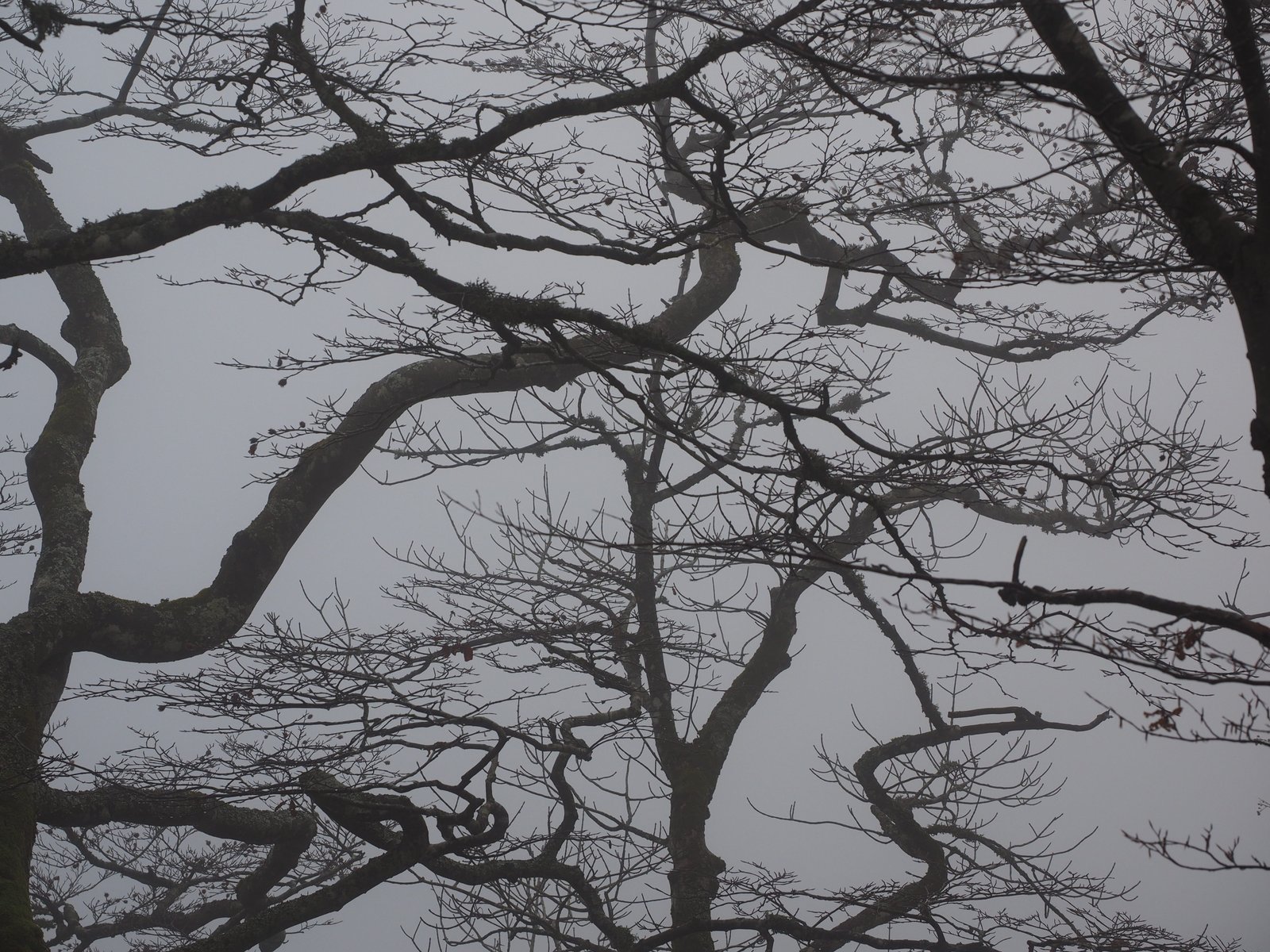 Forest Branches Aesthetic Trees tree trunks book foggy 2k 4k 5k