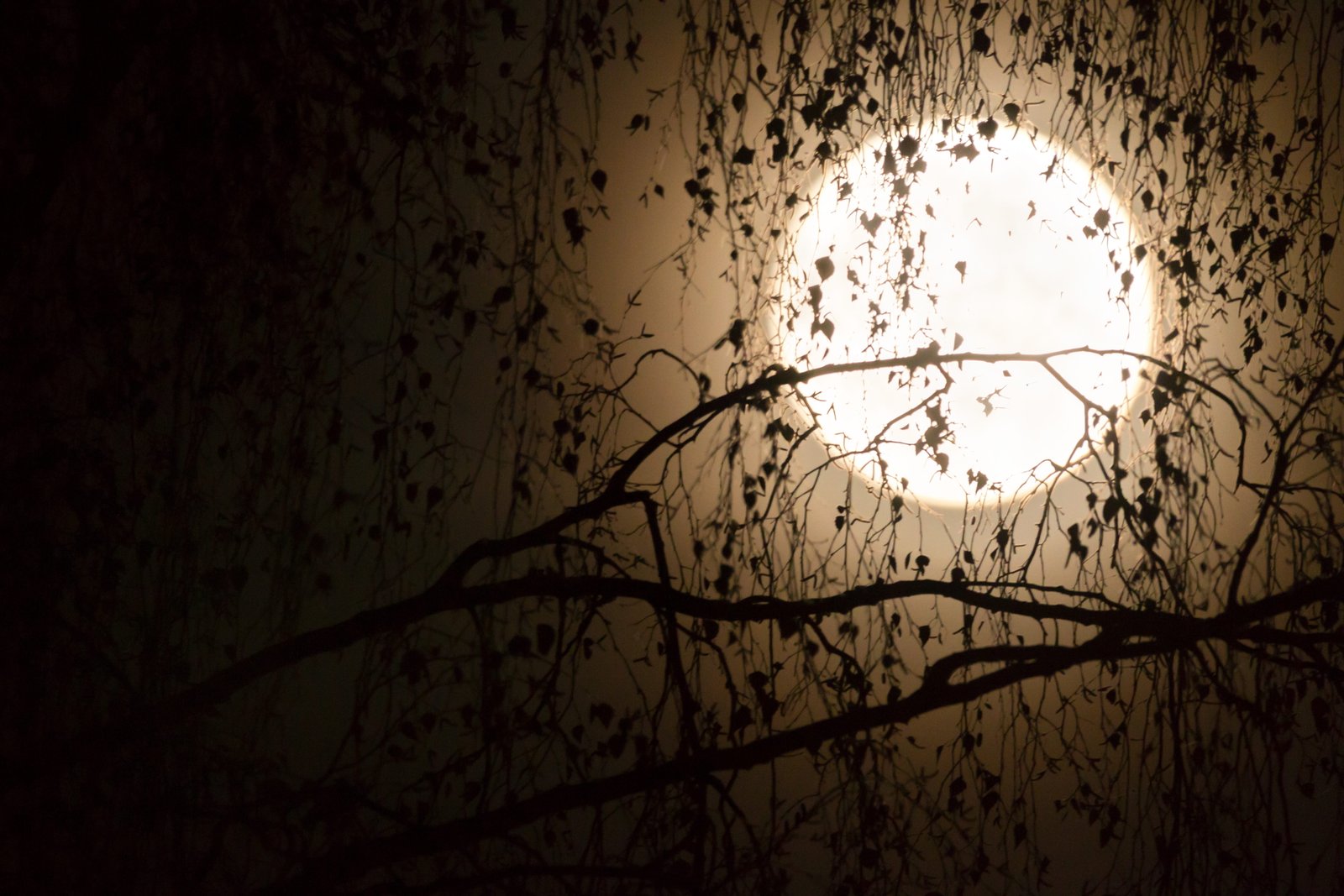 full moon photo silhouettes aesthetic black foreground branches 2k 4k 5k