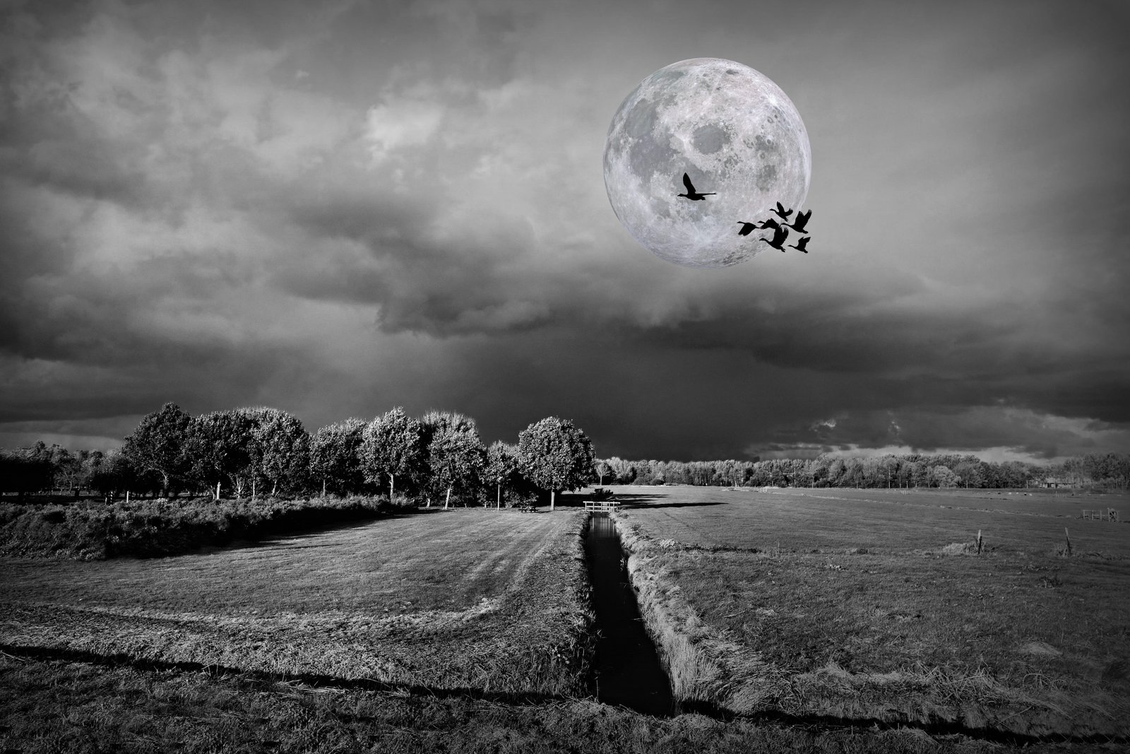 landscape moon bird polder dutch fields ditch horizon 2k 4k 5k