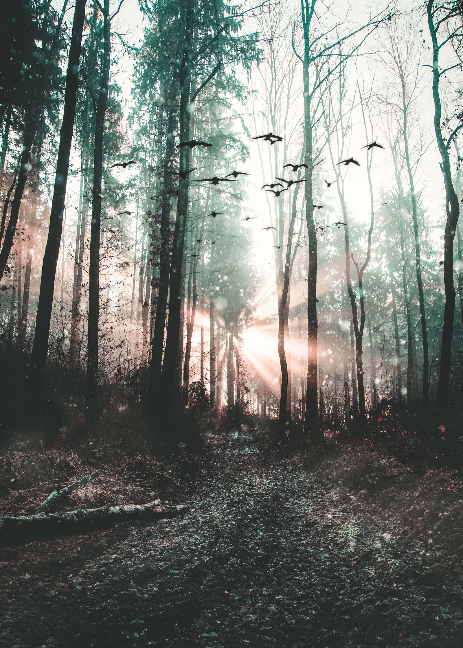 mystic trees rays sun birds forest plant land tranquility 2k