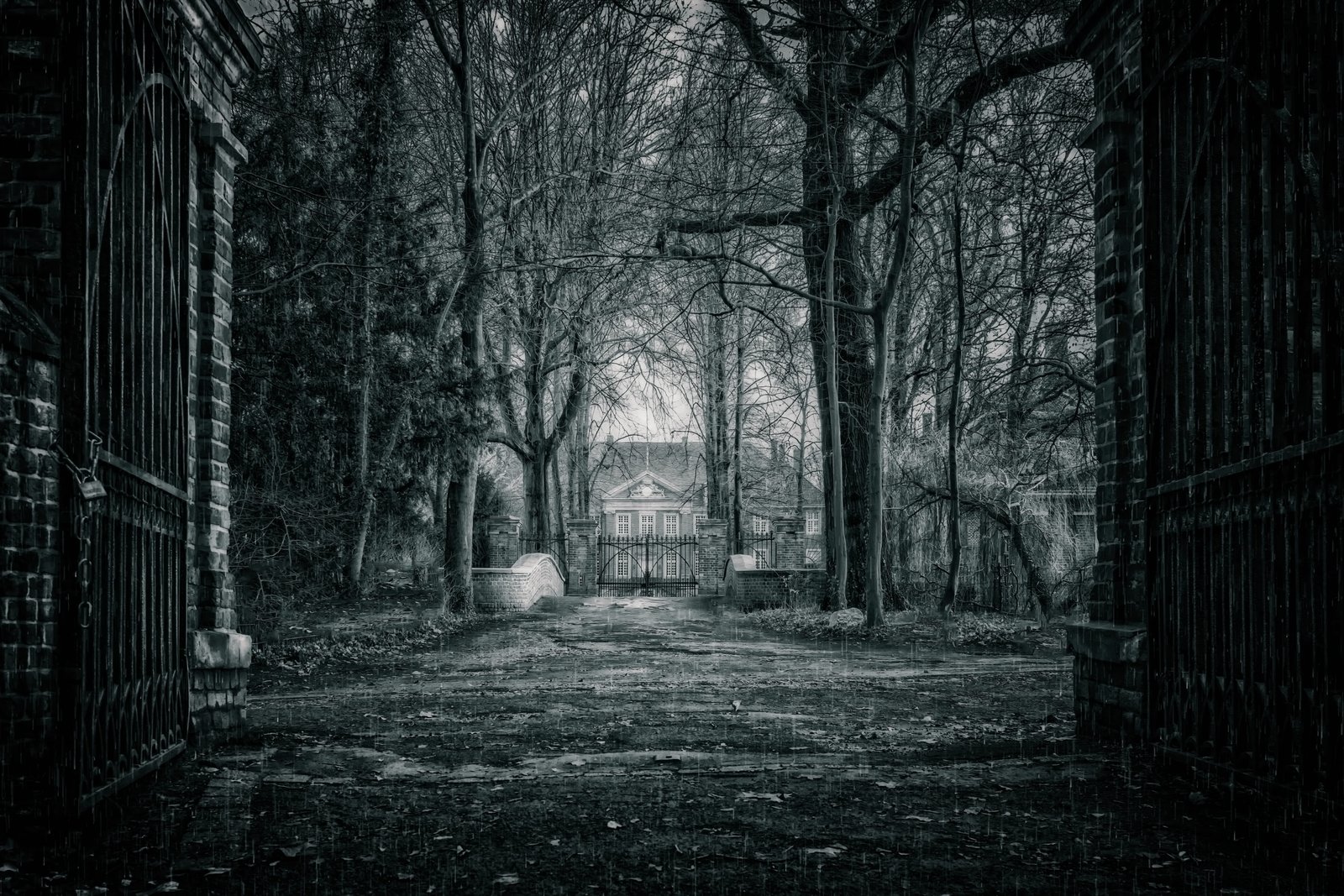 night forest park nature dark mood mysterious mystical 2k 4k 5k