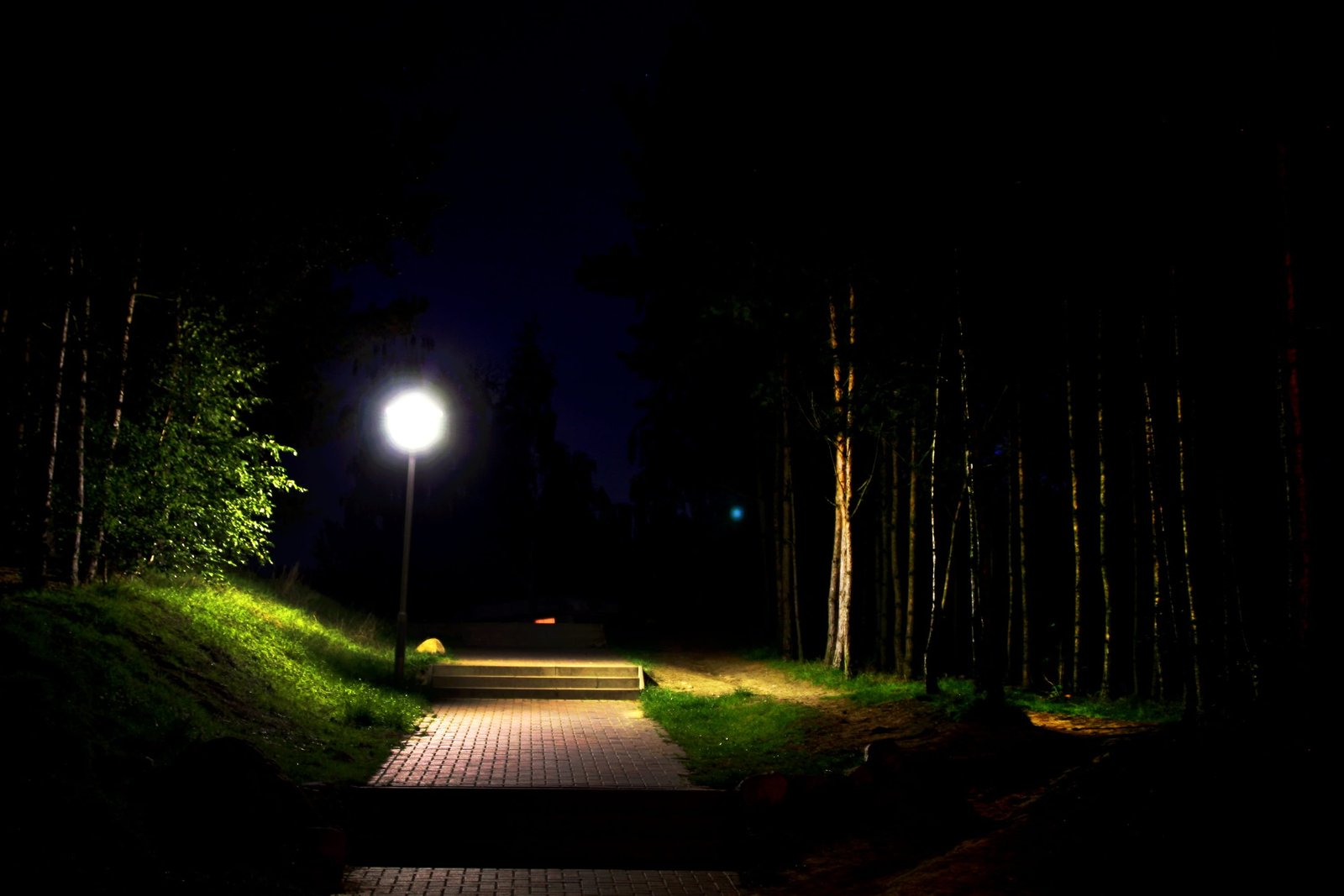 pathway between green leafed tree at nighttime Gloomy Moonlight 2k