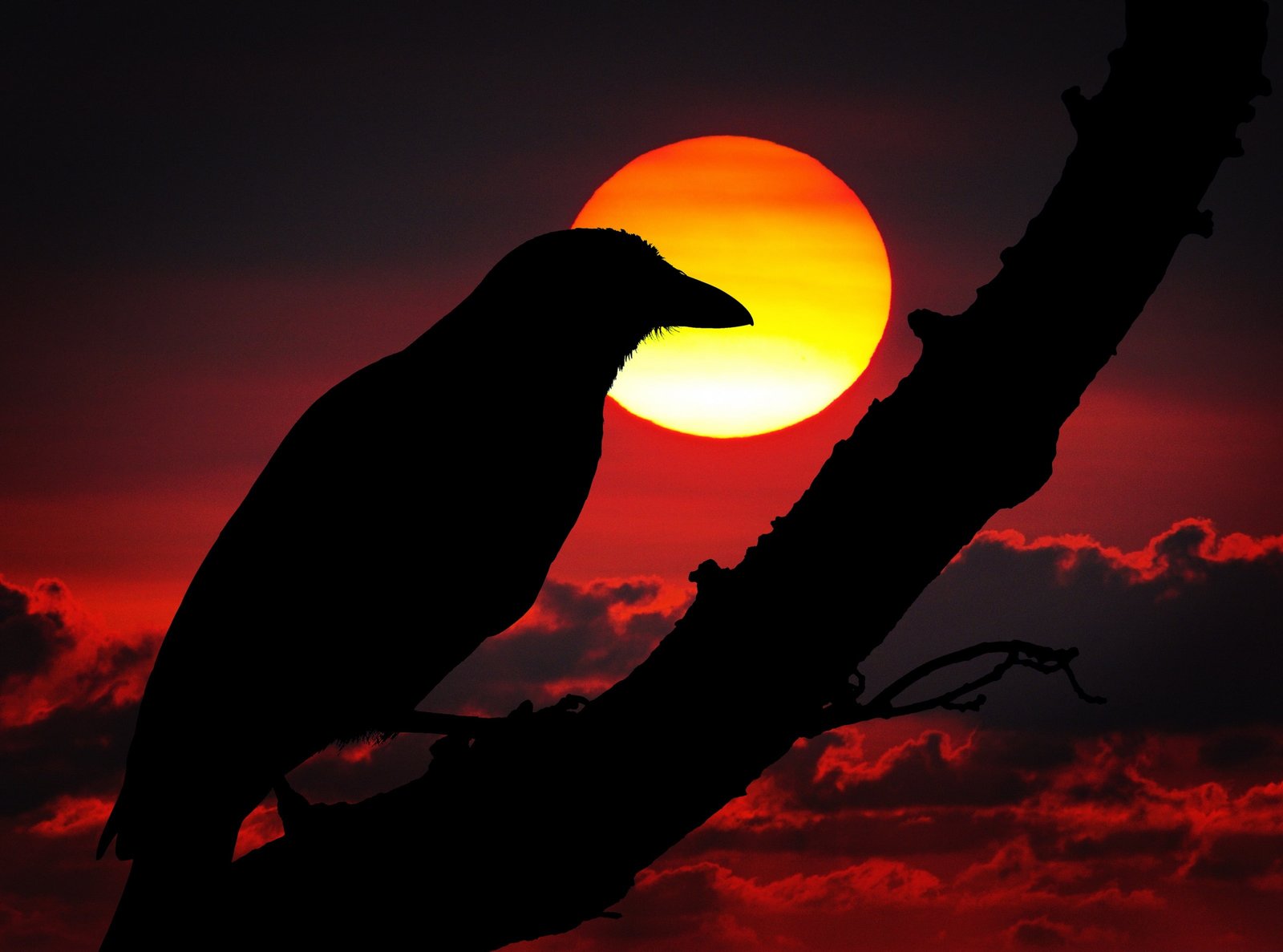 Perched Raven Silhouette Red Sunset silhouette of bird illustration 2k