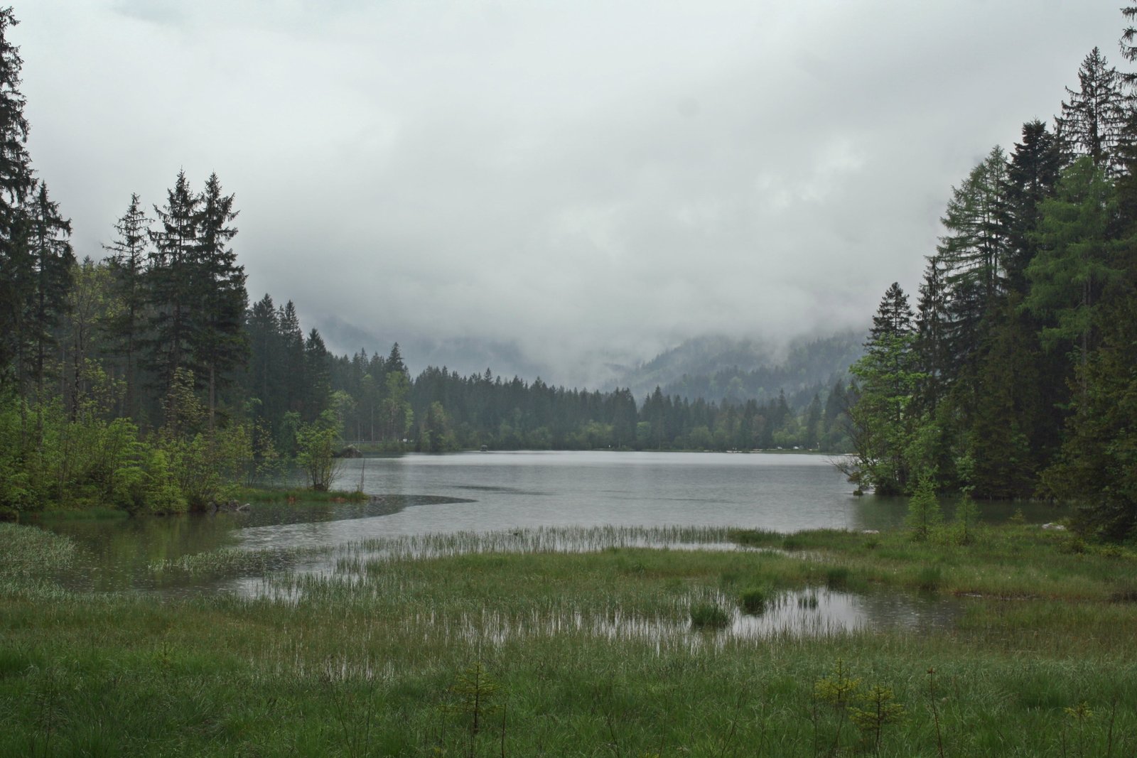 river between green pine trees lost places fog trist gloomy 2k 4k