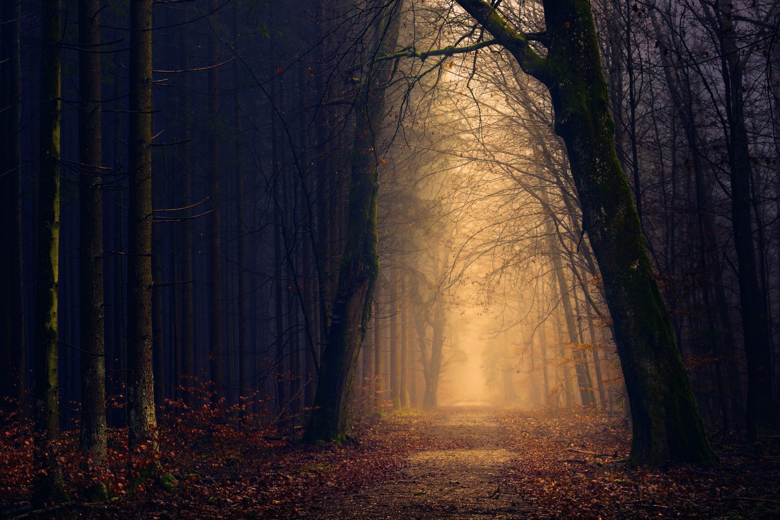 sun light in the forest wood tree darkness secret shadow 2k 4k 5k