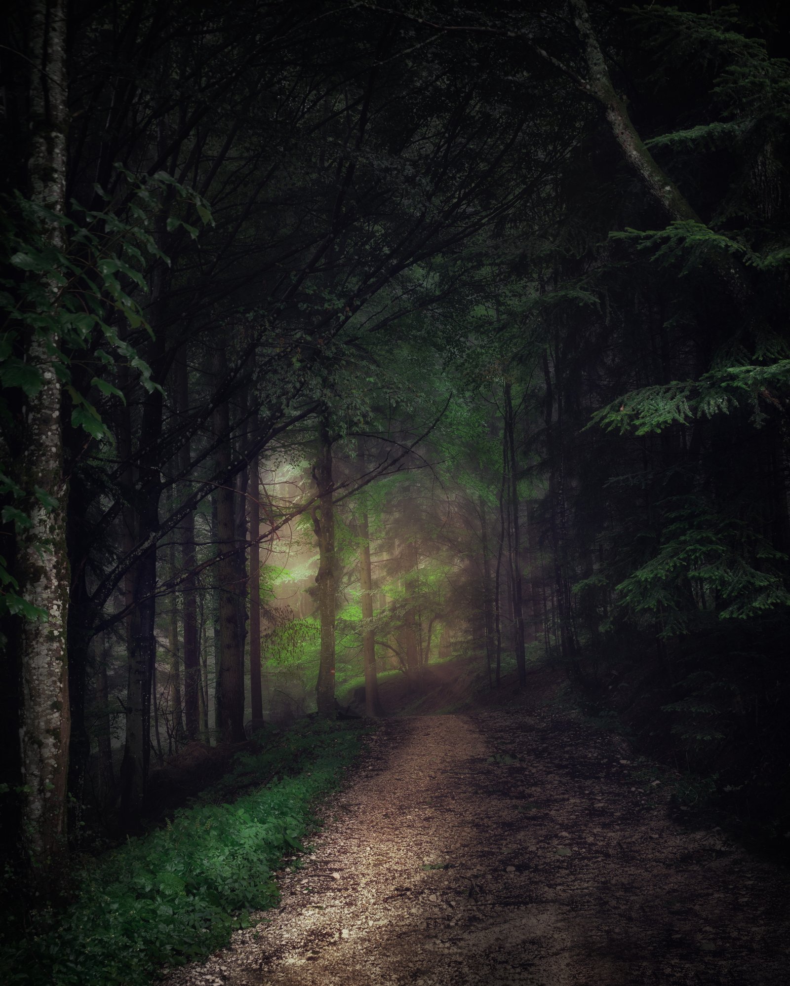 tall green tree painting walkway in the middle of forrest 2k 4k 5k