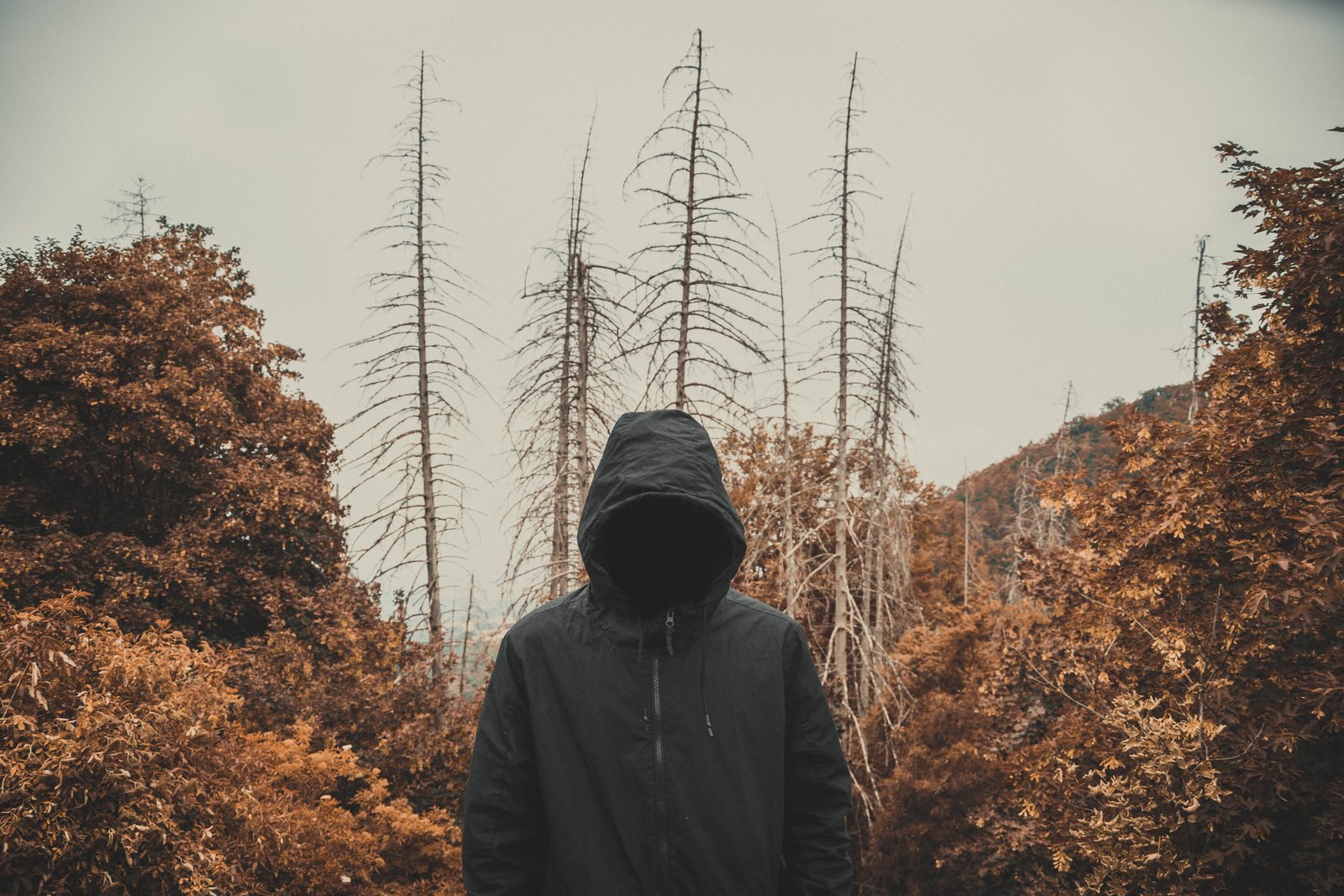 veiled dead orange forest trees old scary darkness invisible 2k 4k 5k