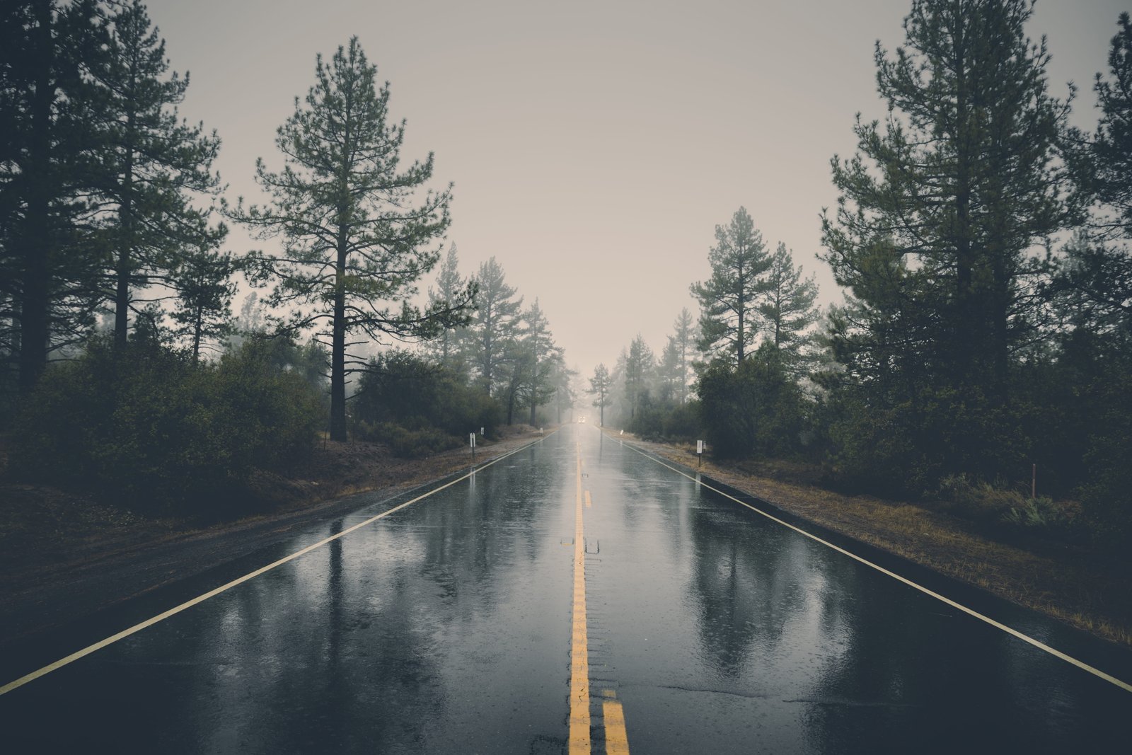 winter raining californium background landscape forest 2k 4k 5k 8k