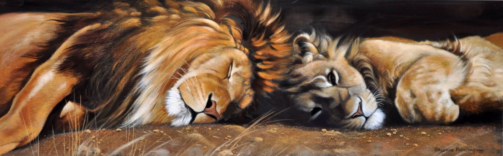 animals cats dual lion lions mane multi widescreen dualmonitor dualscreen 2k 4k