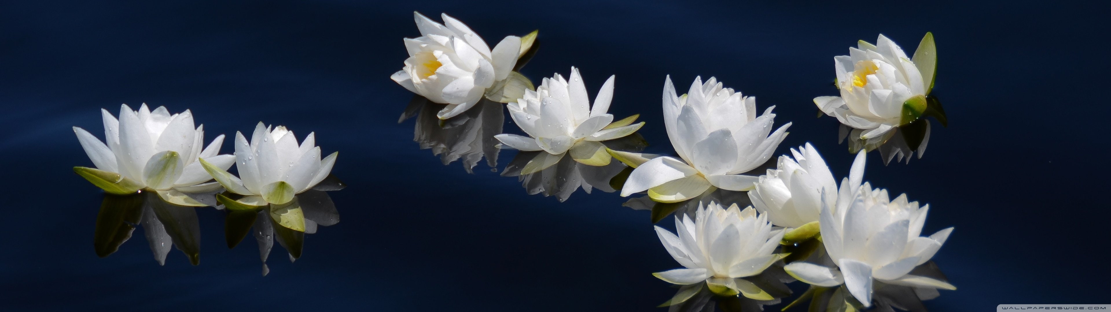 blanc blanche dual fleur fleurs flower flowers monitor widescreen dualmonitor dualscreen 2k 4k