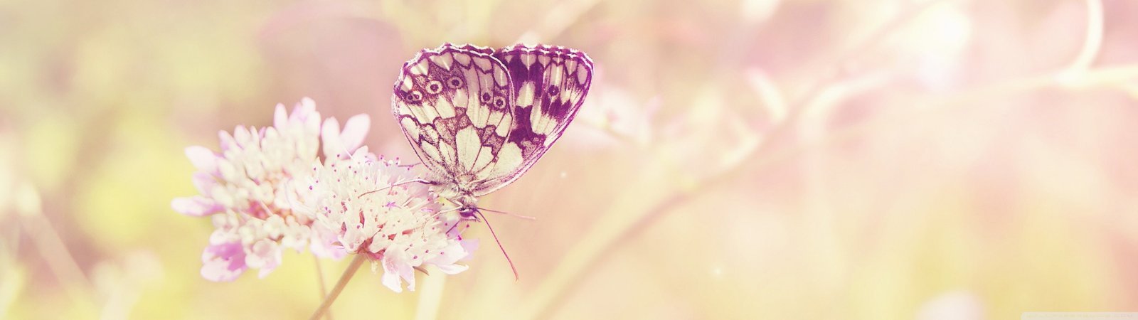 butterfly dual insect Insecte monitor multi multiple widescreen dualmonitor dualscreen 2k 4k